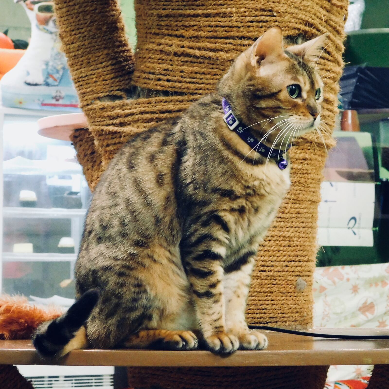 Nikon Coolpix B500 sample photo. Animal, cats, concentration, cute photography