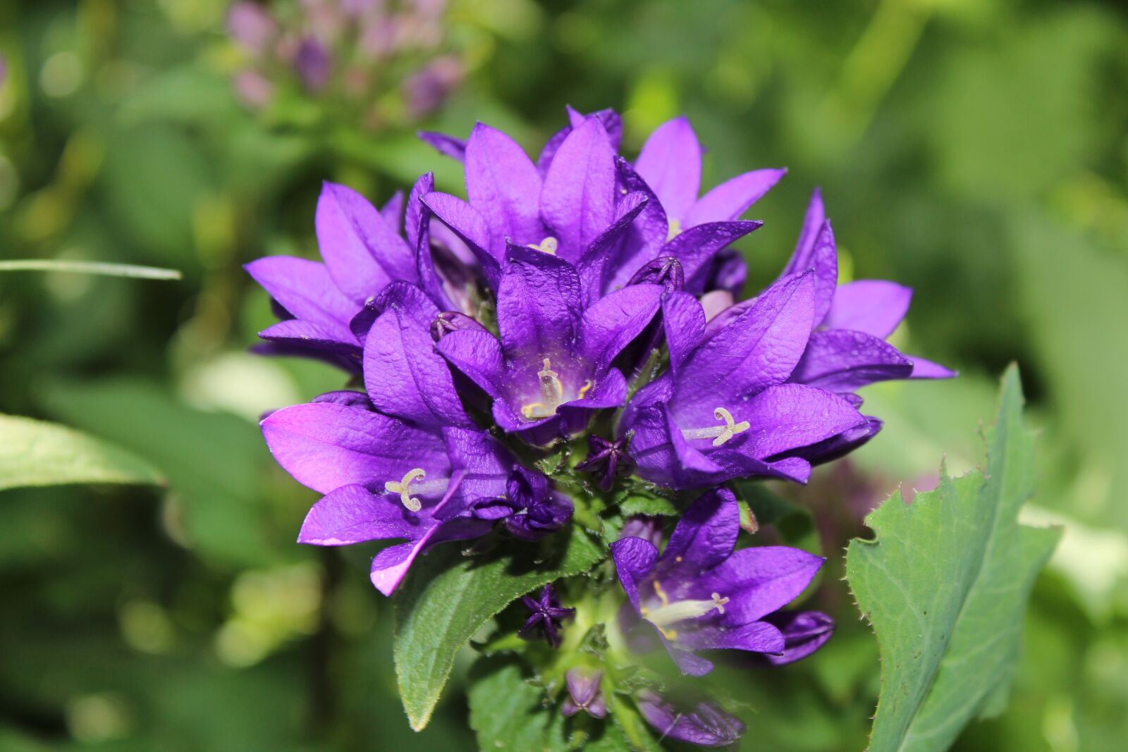 Canon EOS 1300D (EOS Rebel T6 / EOS Kiss X80) sample photo. Macro, flower, purple flower photography