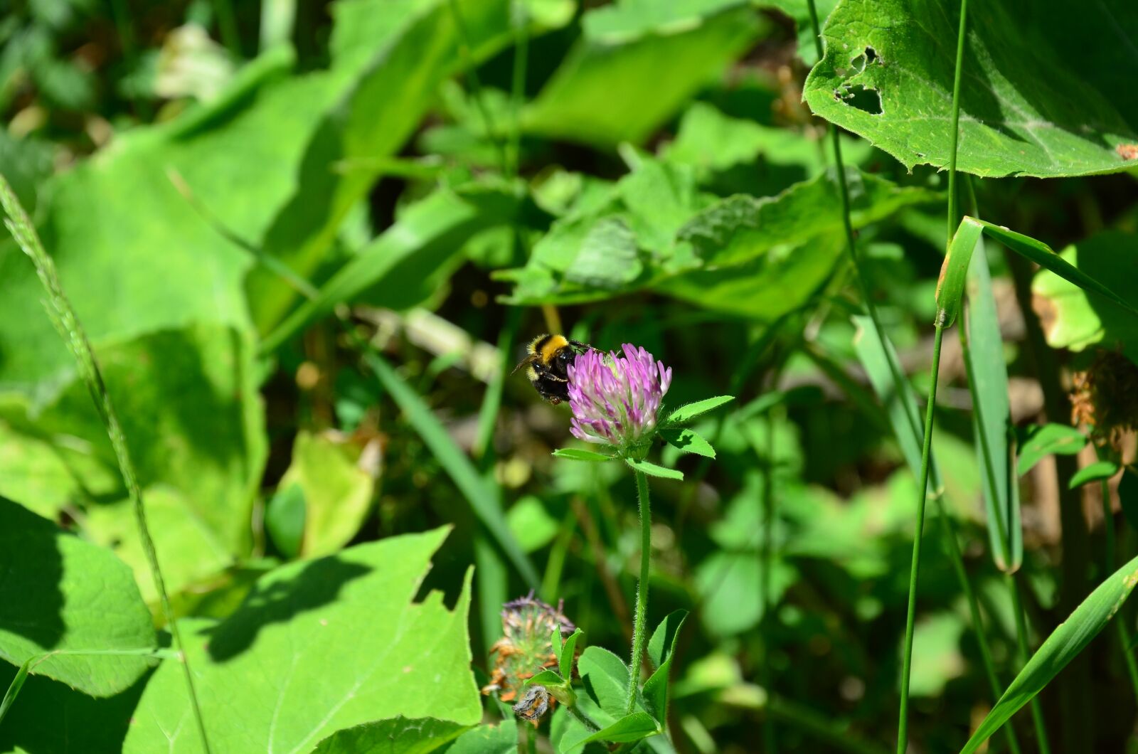 Nikon D5100 sample photo. Flower, bumblebee, greens photography