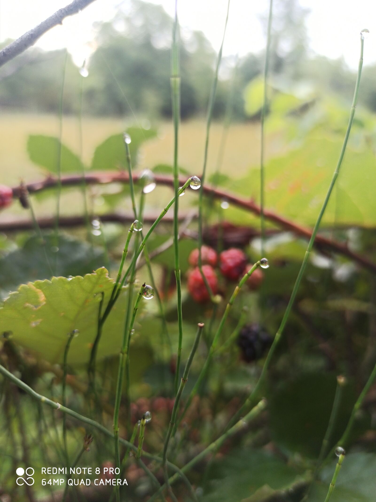 Xiaomi Redmi Note 8 Pro sample photo. Nature, beauty, relax photography