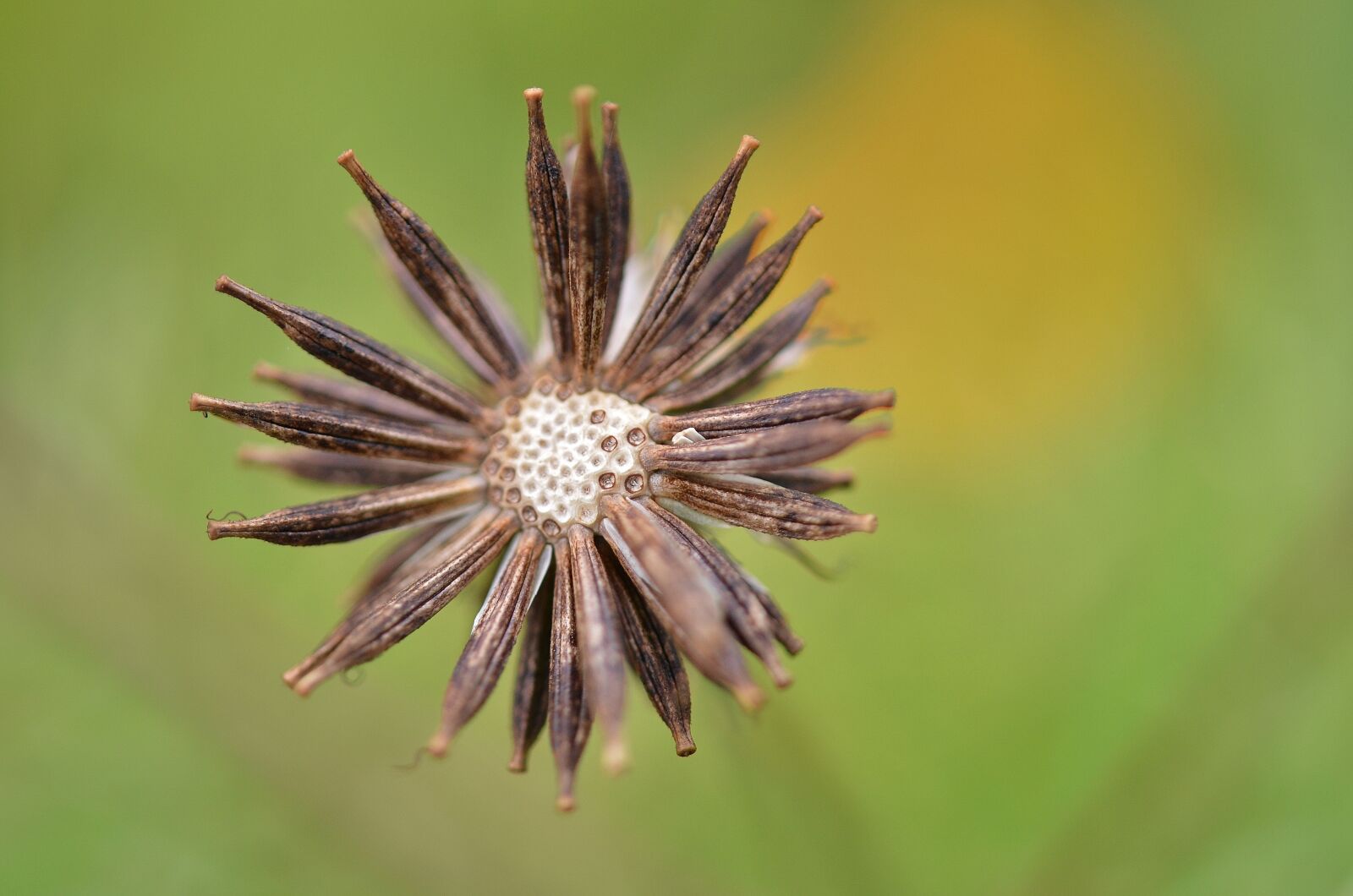Nikon D7000 sample photo. Flower, natur, spring photography