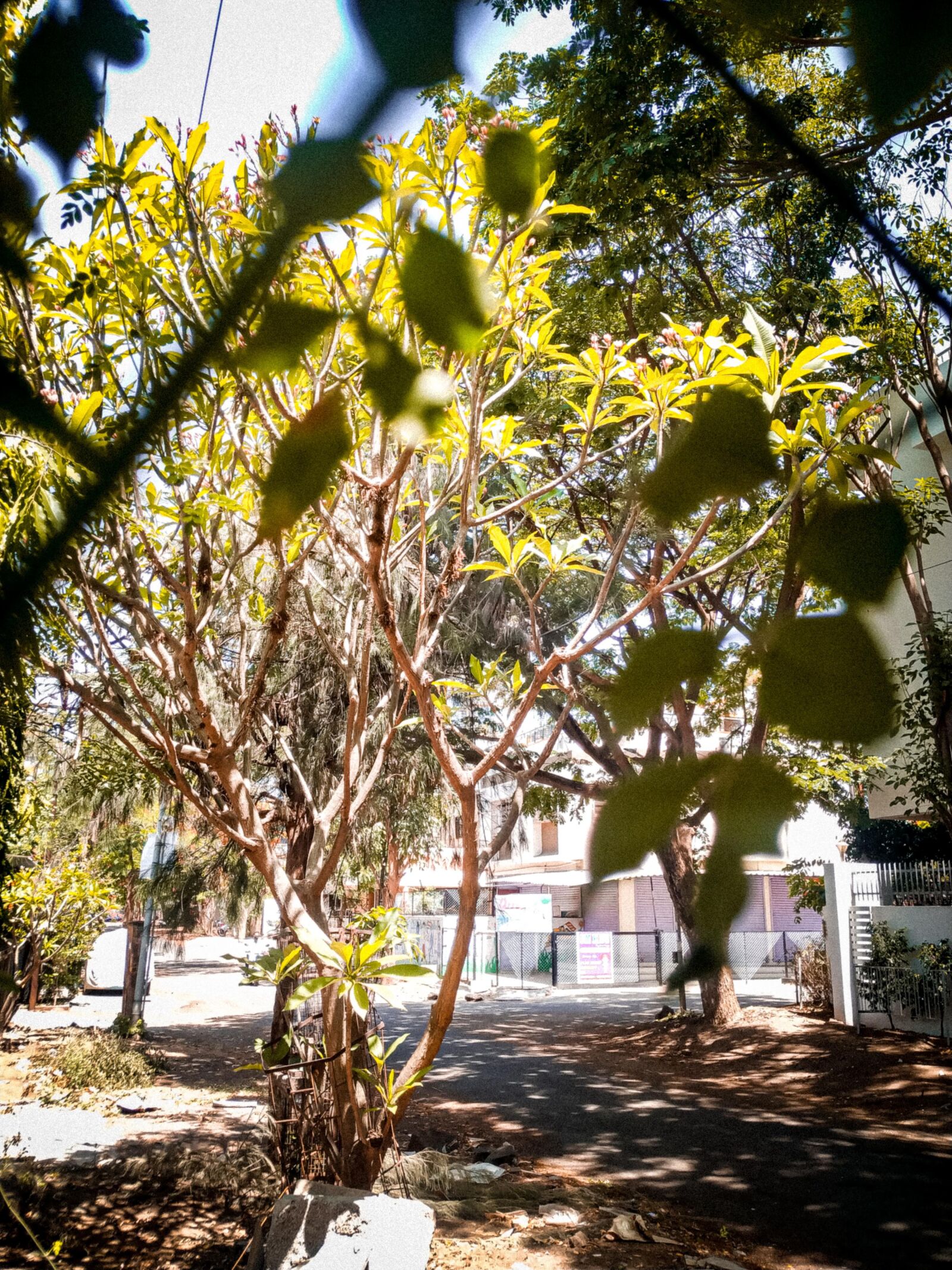 Xiaomi Mi A2 sample photo. Green, tree, leaf photography