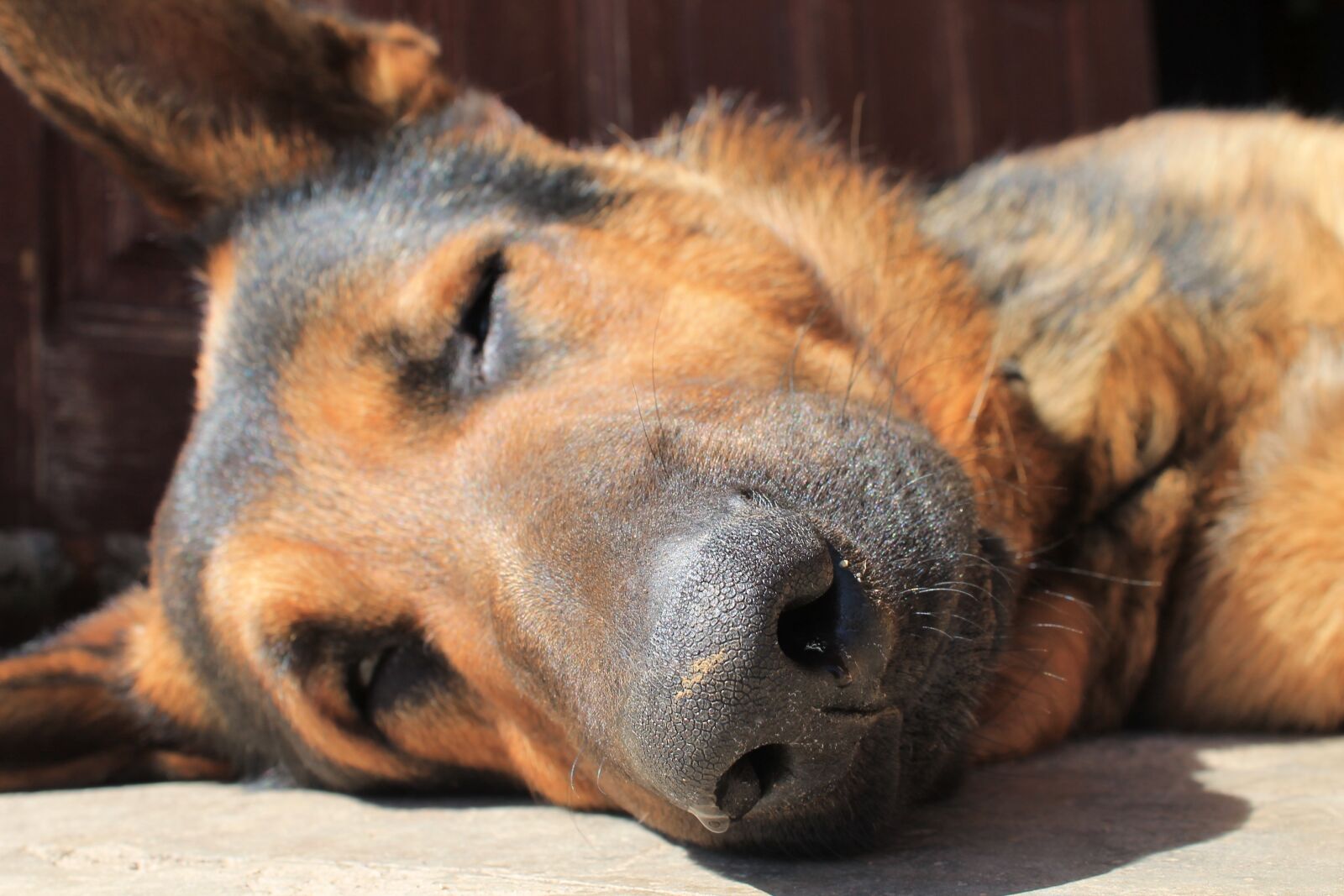 Canon EOS 1100D (EOS Rebel T3 / EOS Kiss X50) sample photo. Sheep-dog, dog, german shepherd photography