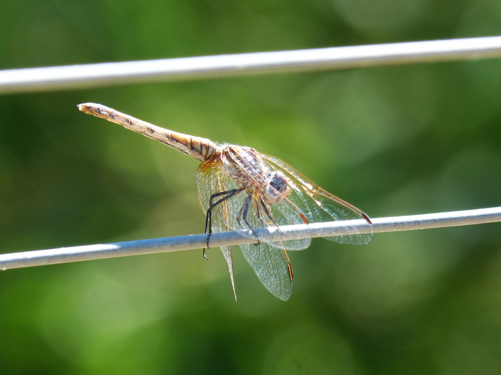 Panasonic DMC-FZ62 sample photo. Dragonfly, cable, wire photography
