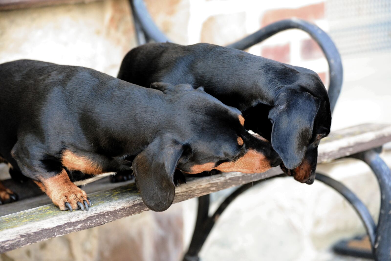 Nikon D610 sample photo. Dog, dachshund, pet photography