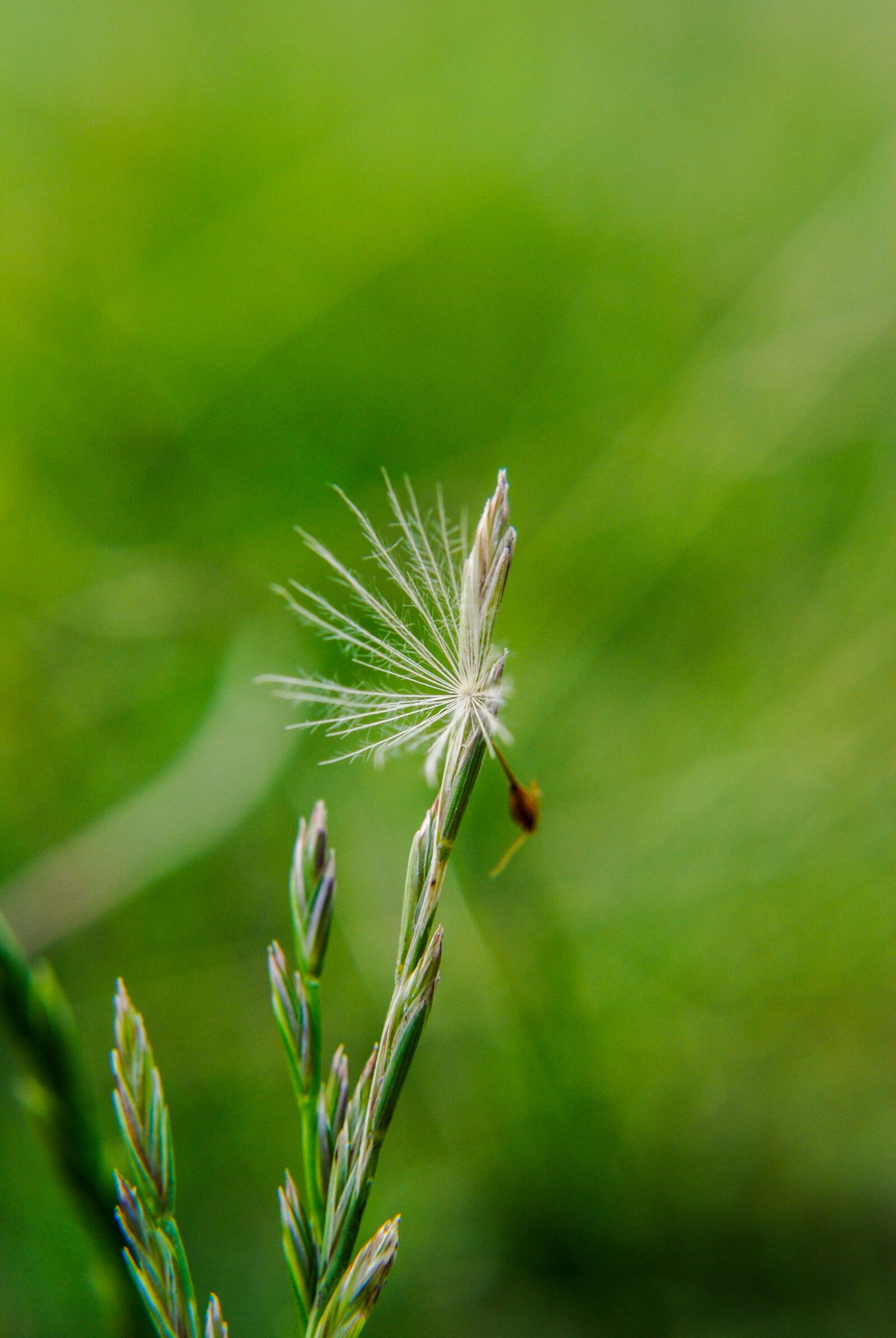 Nikon D3000 sample photo. Macro, sonchus oleraceus, plant photography