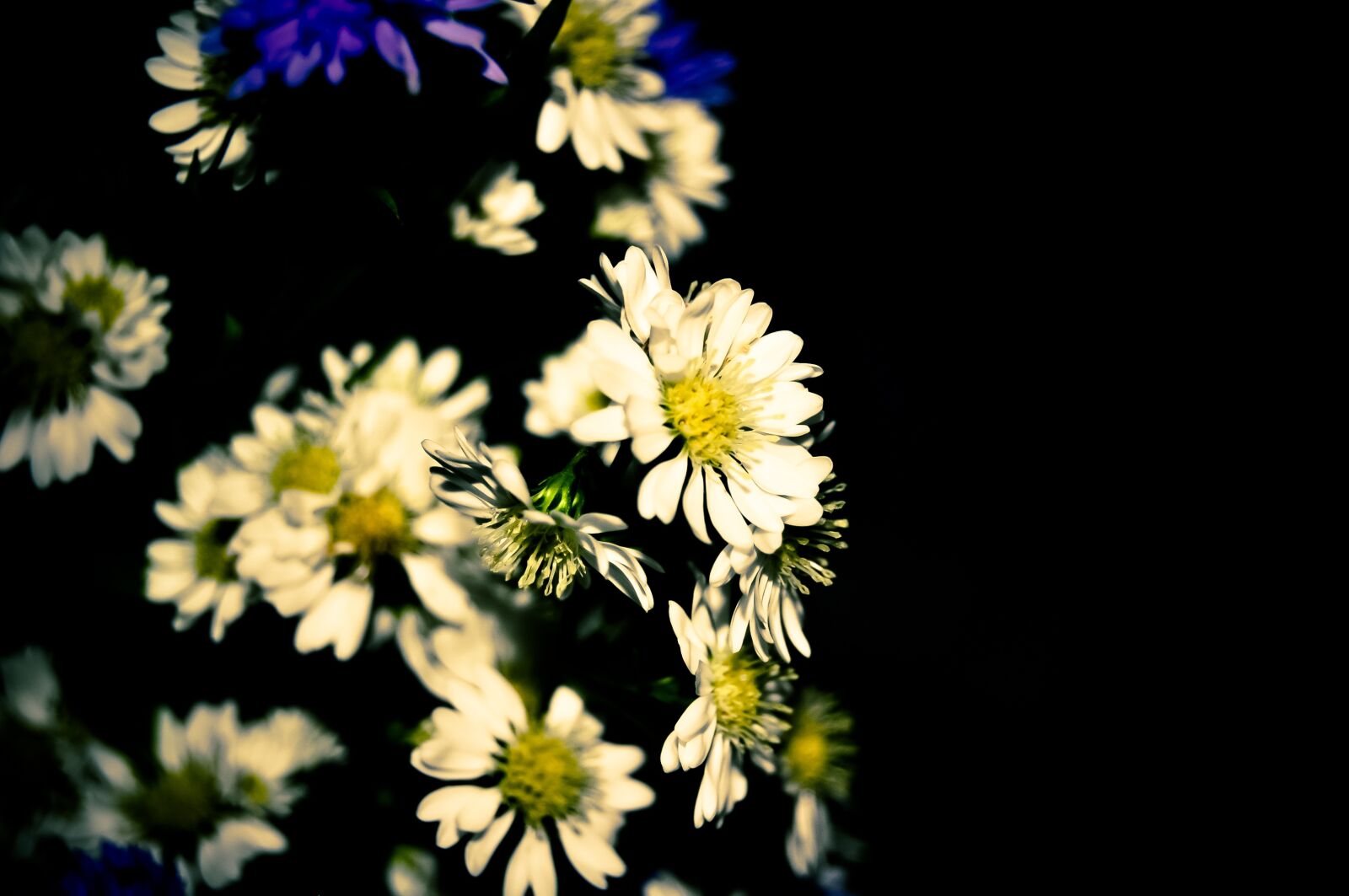 Nikon D5000 sample photo. Flowers, daisies, flower photography