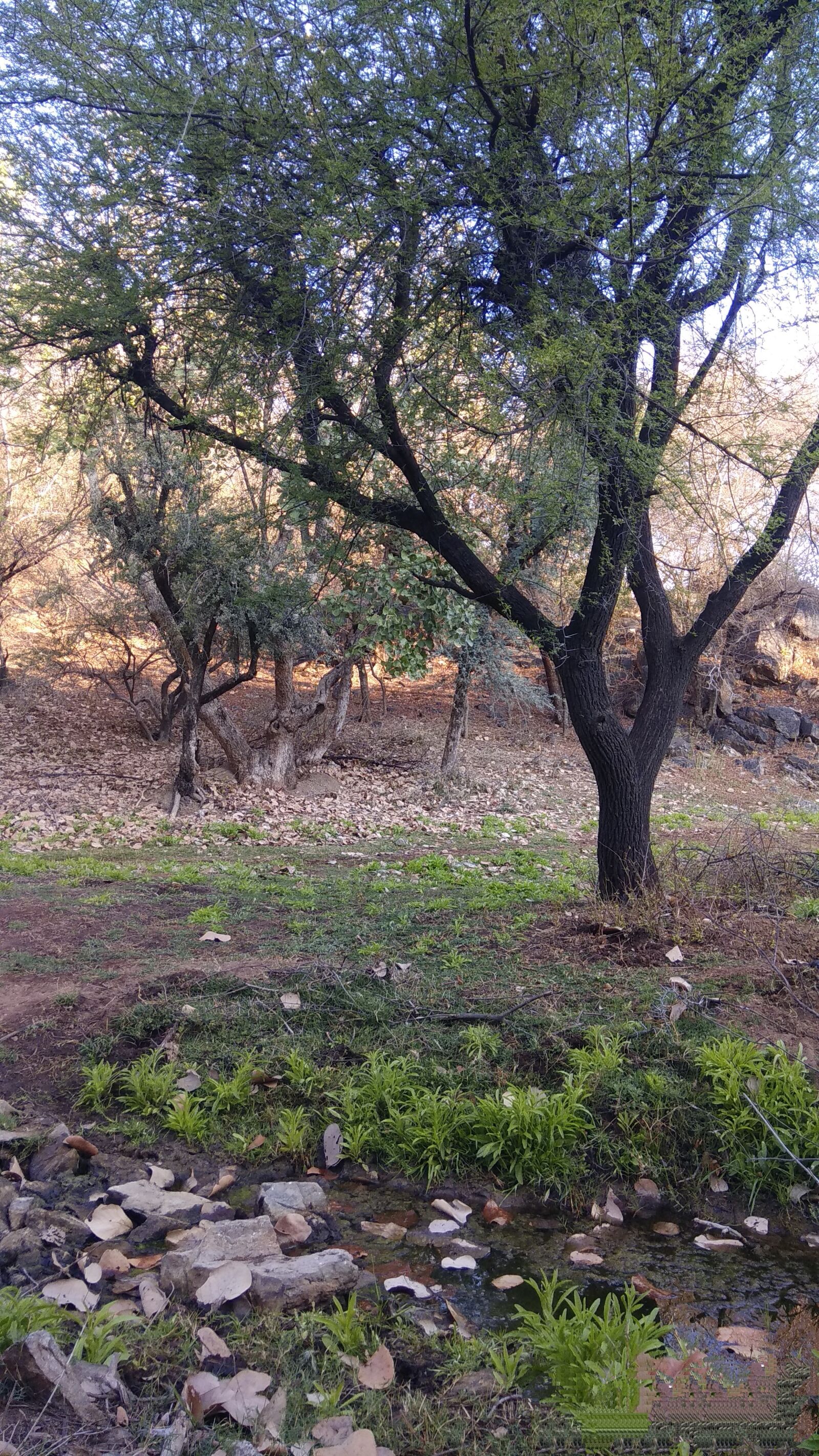 Xiaomi Redmi Note 4 sample photo. Acacia tree, babool ka photography
