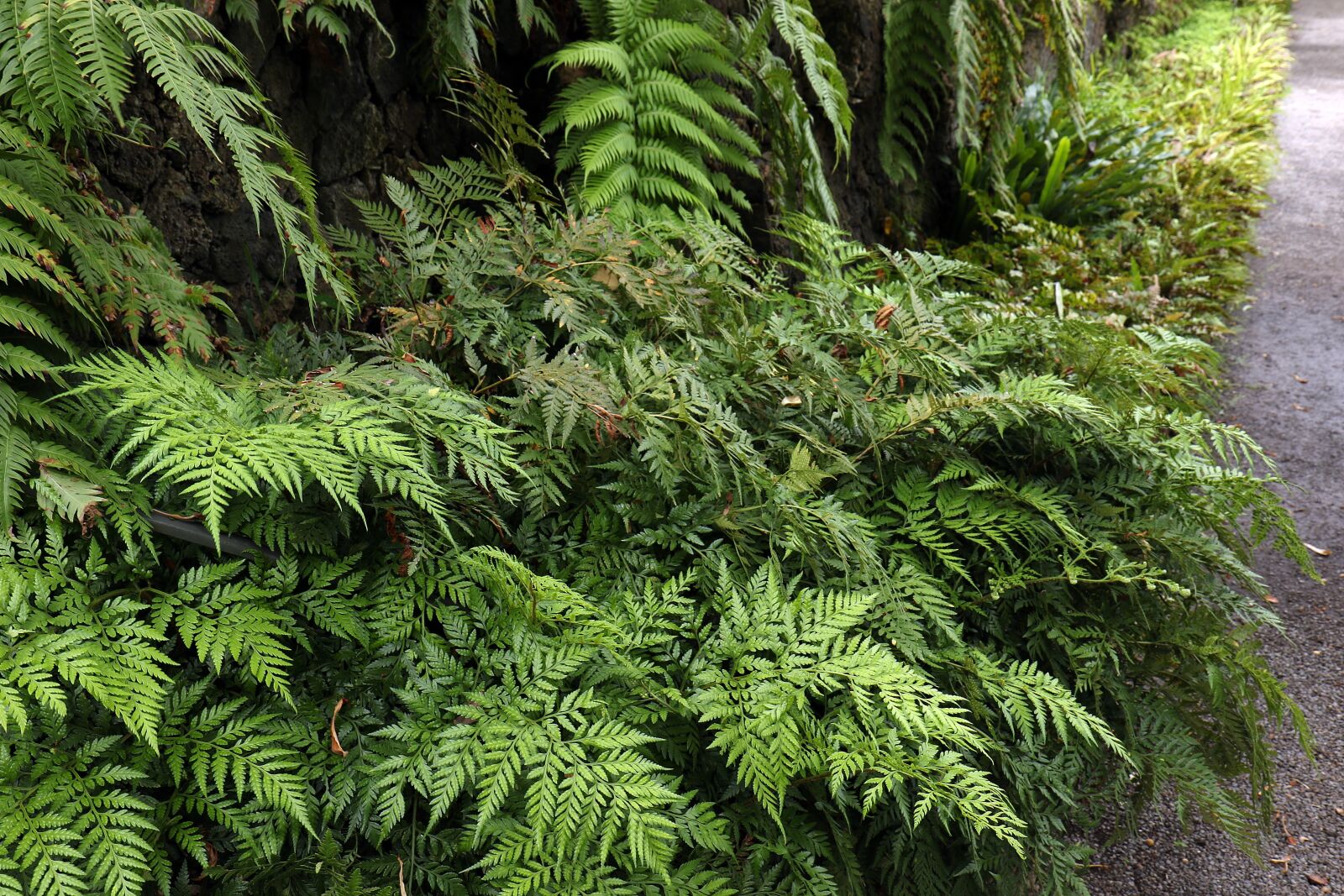 Canon EOS 7D Mark II sample photo. Ferns, foliage, fern photography