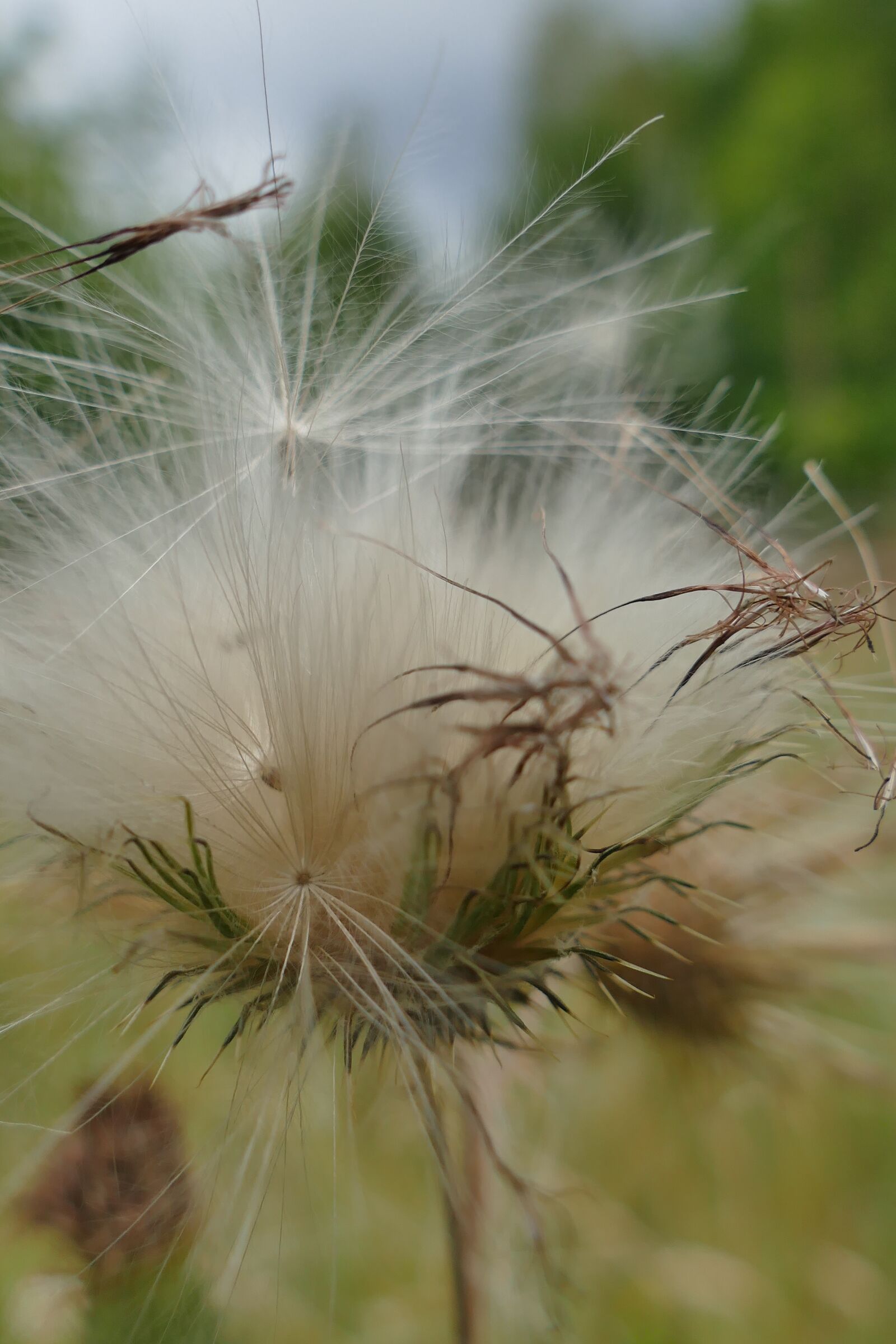 Panasonic Lumix DMC-FZ1000 sample photo. Diestel seeds, close up photography