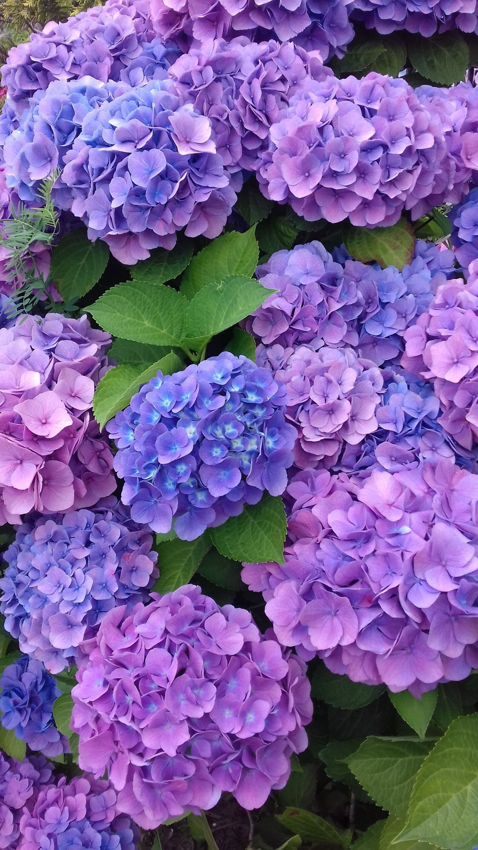 Samsung Galaxy J3(2016) sample photo. гортензии, светлогорск, июль photography