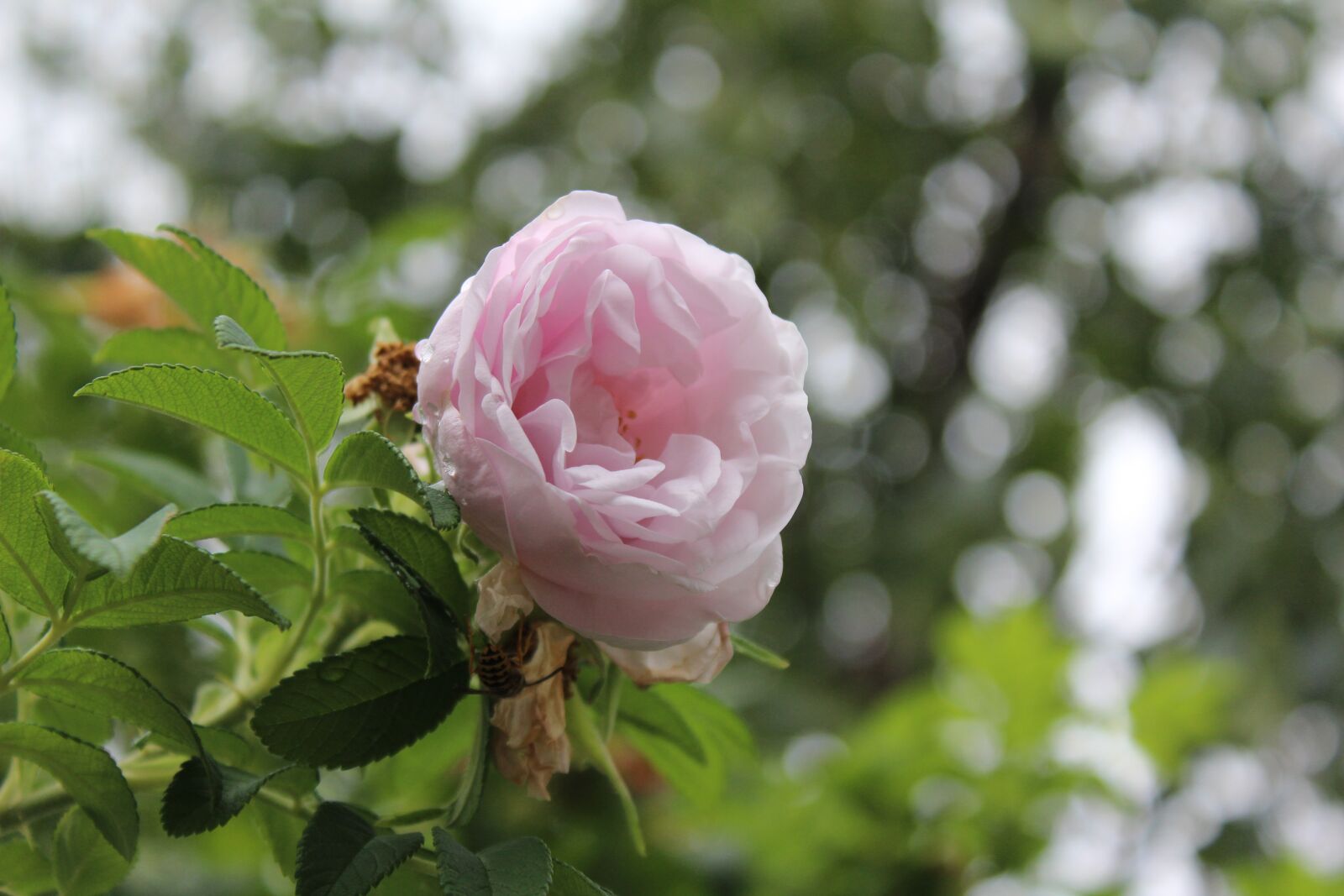 Canon EOS 1200D (EOS Rebel T5 / EOS Kiss X70 / EOS Hi) sample photo. Flower, floral, trees photography