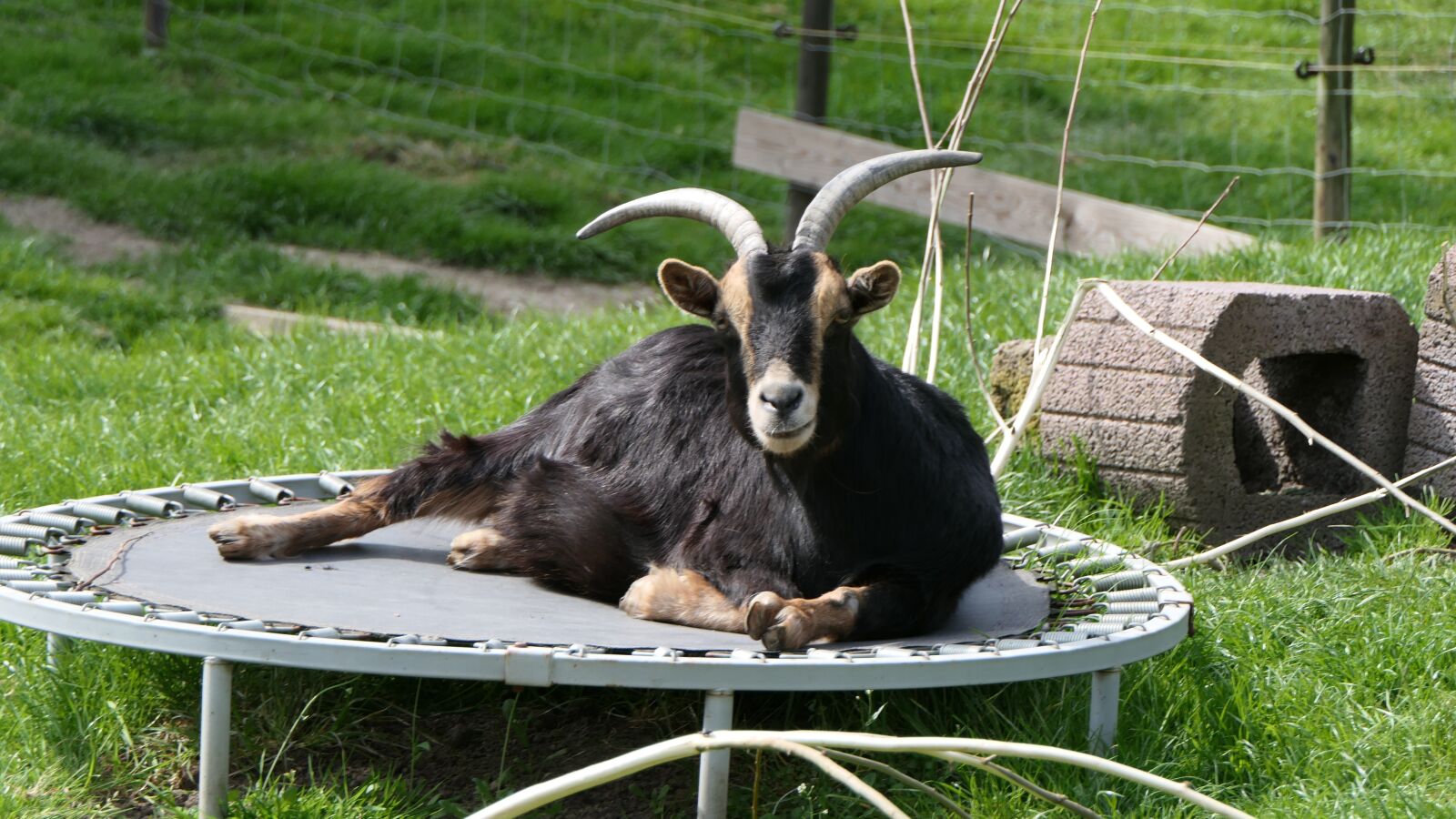 Panasonic Lumix DMC-FZ2500 (Lumix DMC-FZ2000) sample photo. Goat, hoofed animals, animal photography