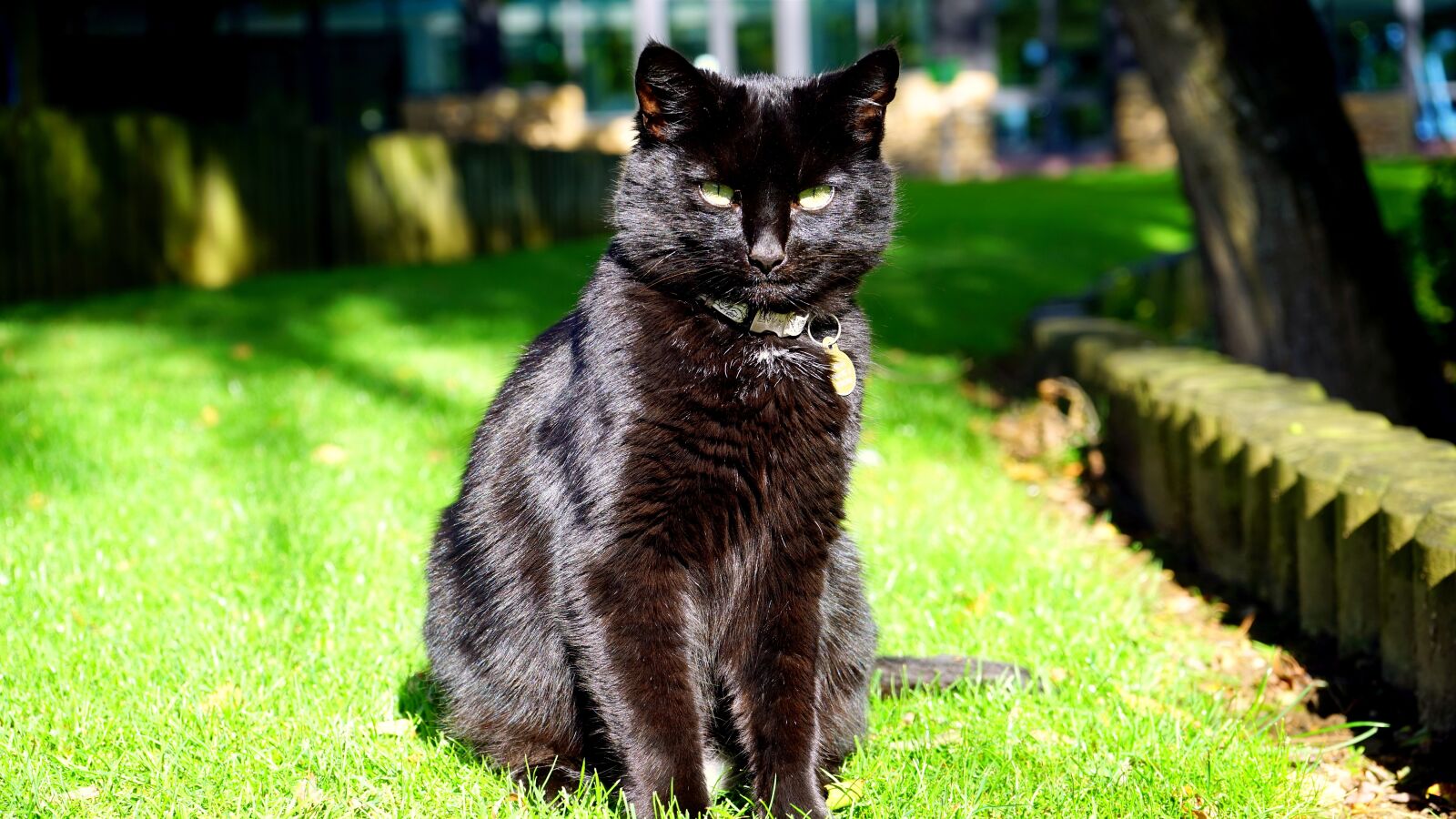 Sony a7 + Sony FE 28-70mm F3.5-5.6 OSS sample photo. Cat, black, black cat photography