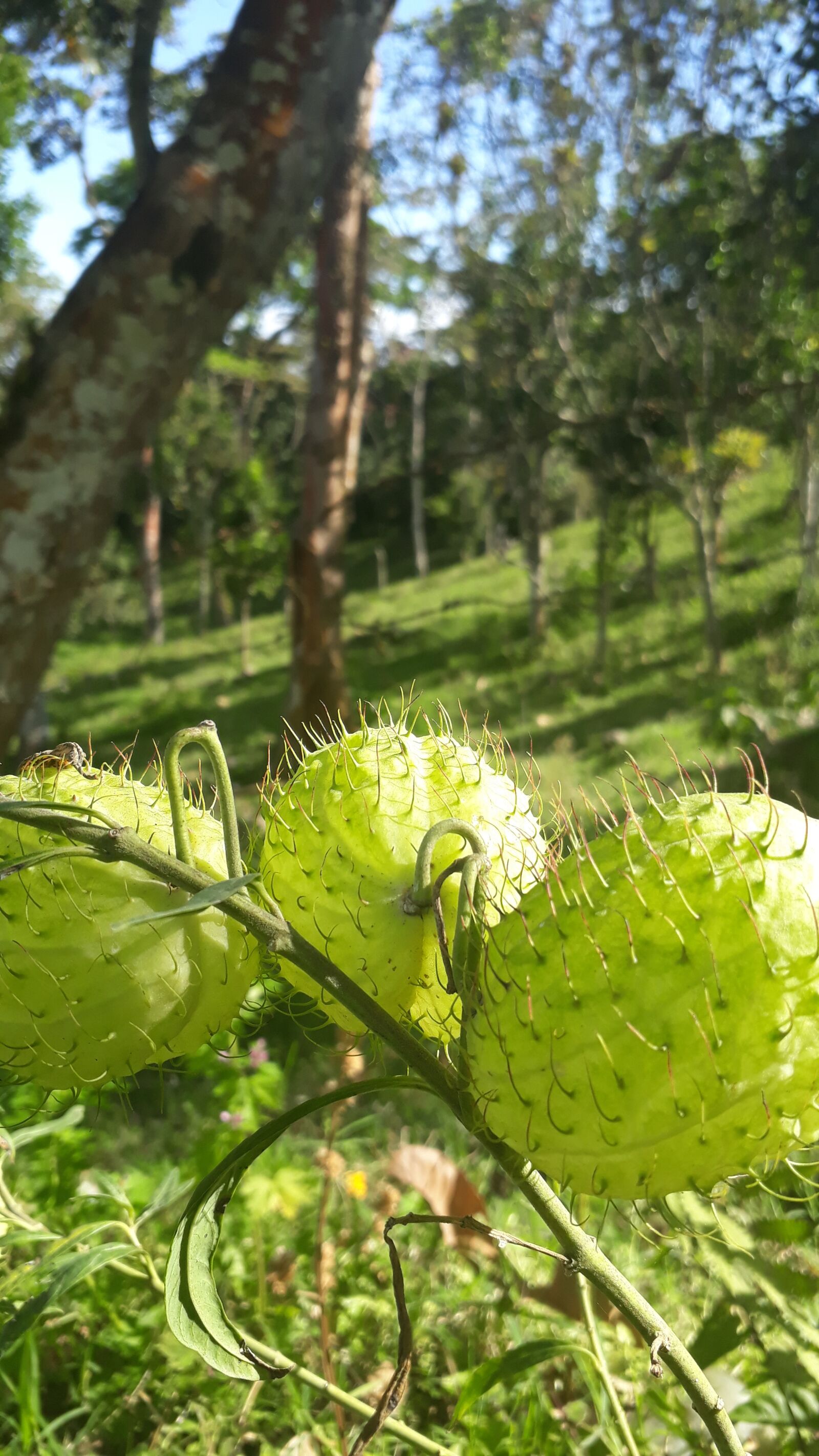 Samsung Galaxy J7 Prime2 sample photo. Fruit, green, vegetation photography