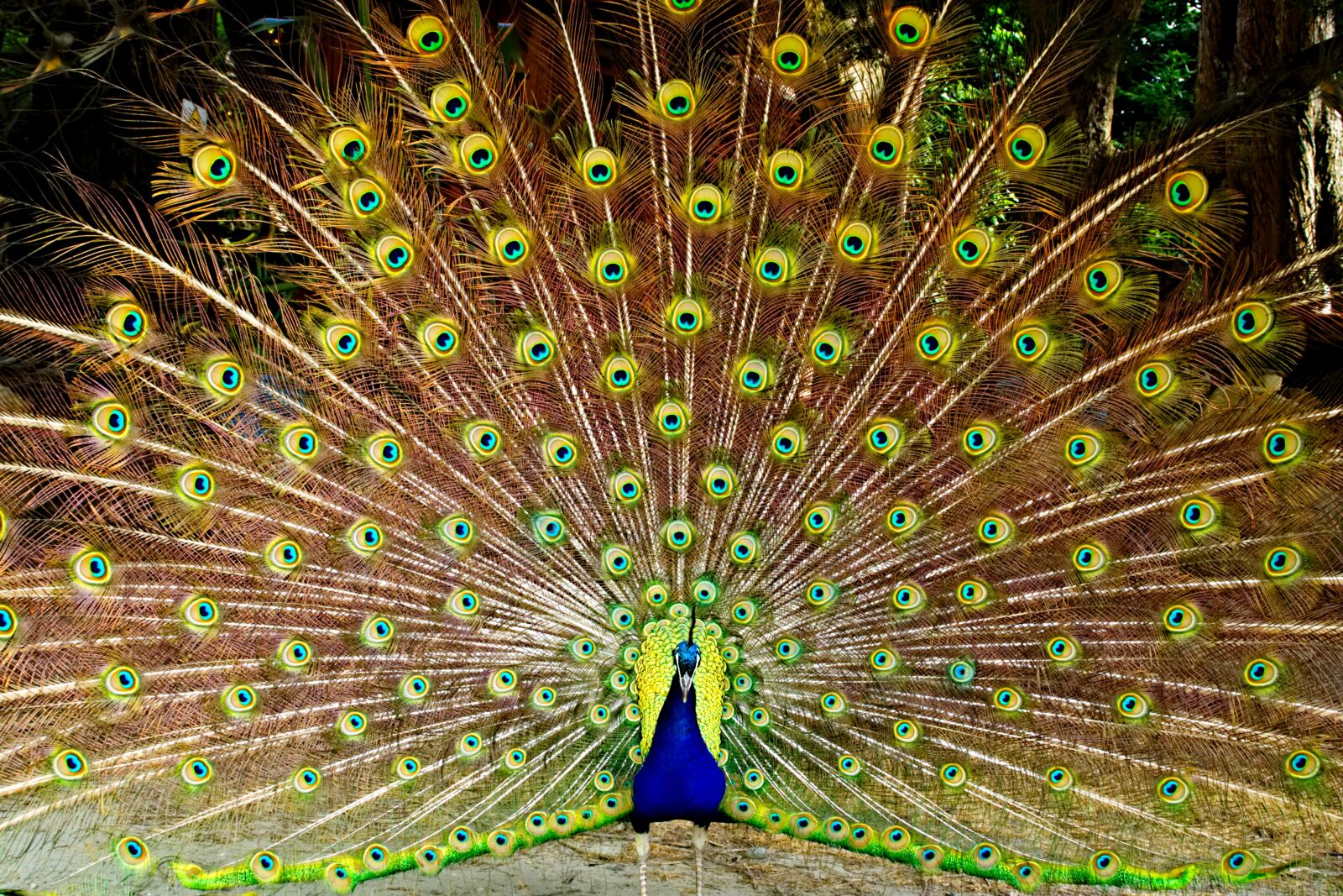 Olympus OM-D E-M10 II sample photo. Peacock, feathers, animal photography