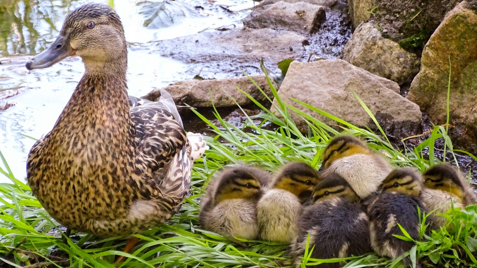 Sony Cyber-shot DSC-HX400V sample photo. Duck, wild duck, wild photography