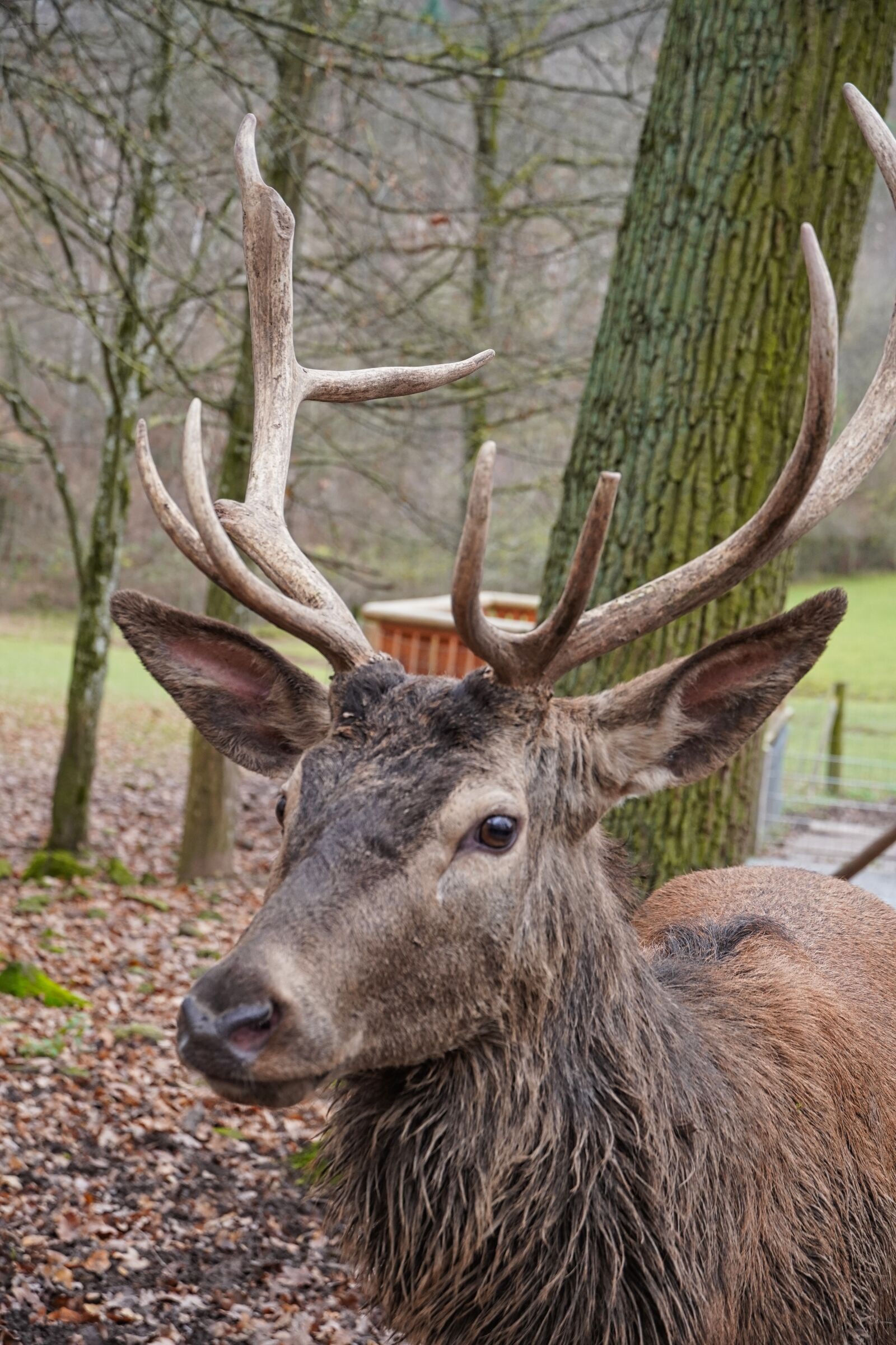 Sony a6400 sample photo. Wild, wild animal, hirsch photography