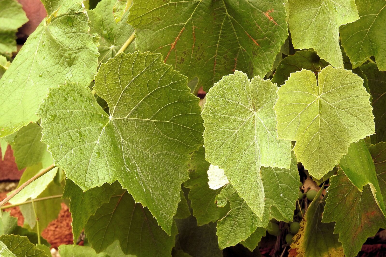 Nikon Coolpix P900 sample photo. Vine leaves, green, wine photography