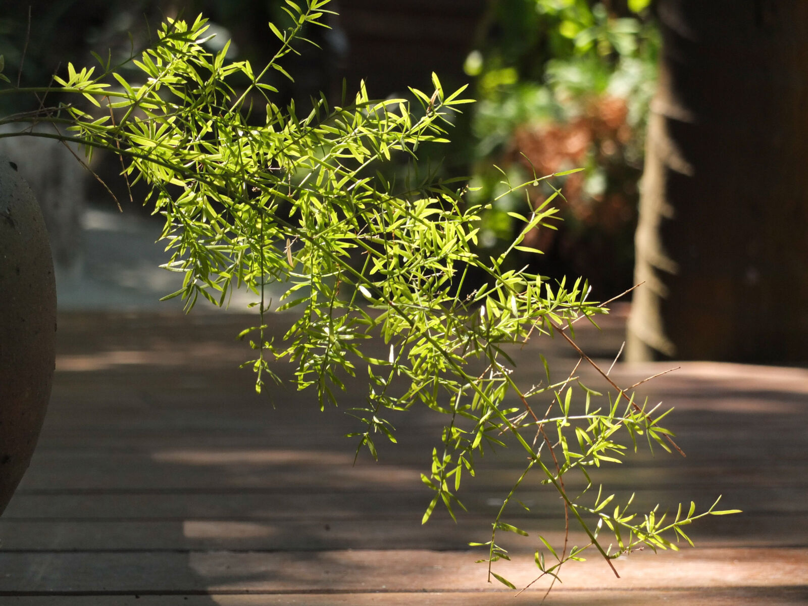 Fujifilm X10 sample photo. Beauty, fern, flower, garden photography
