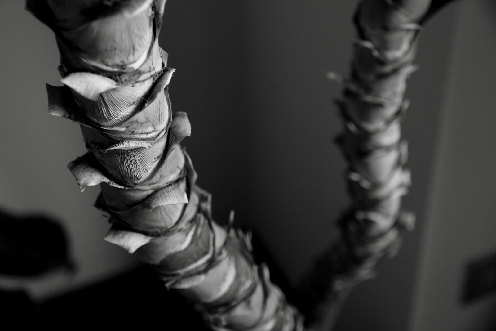 Canon EOS 550D (EOS Rebel T2i / EOS Kiss X4) sample photo. Black, and, white, blur photography