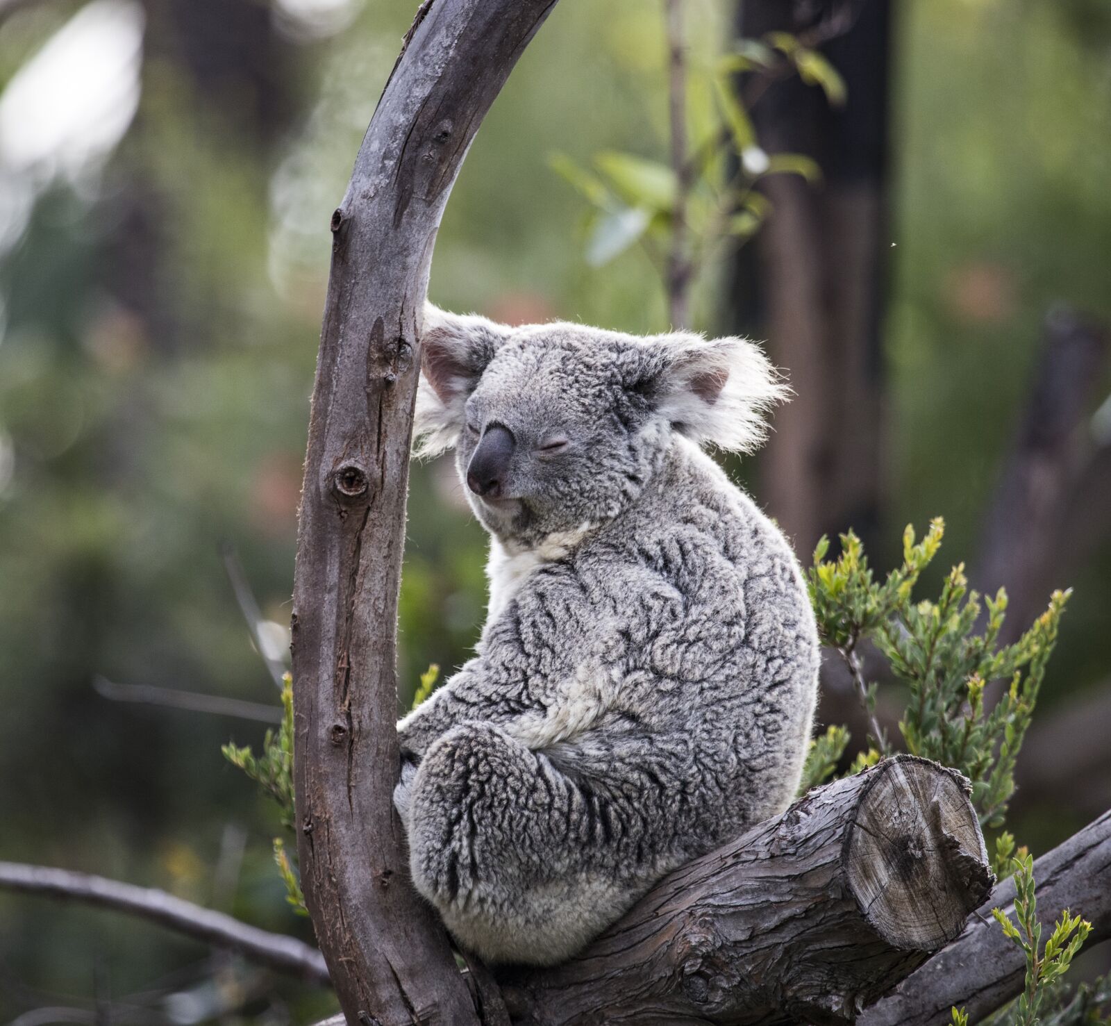 Canon EF 100-400mm F4.5-5.6L IS USM sample photo. Koala, wildlife, australia photography