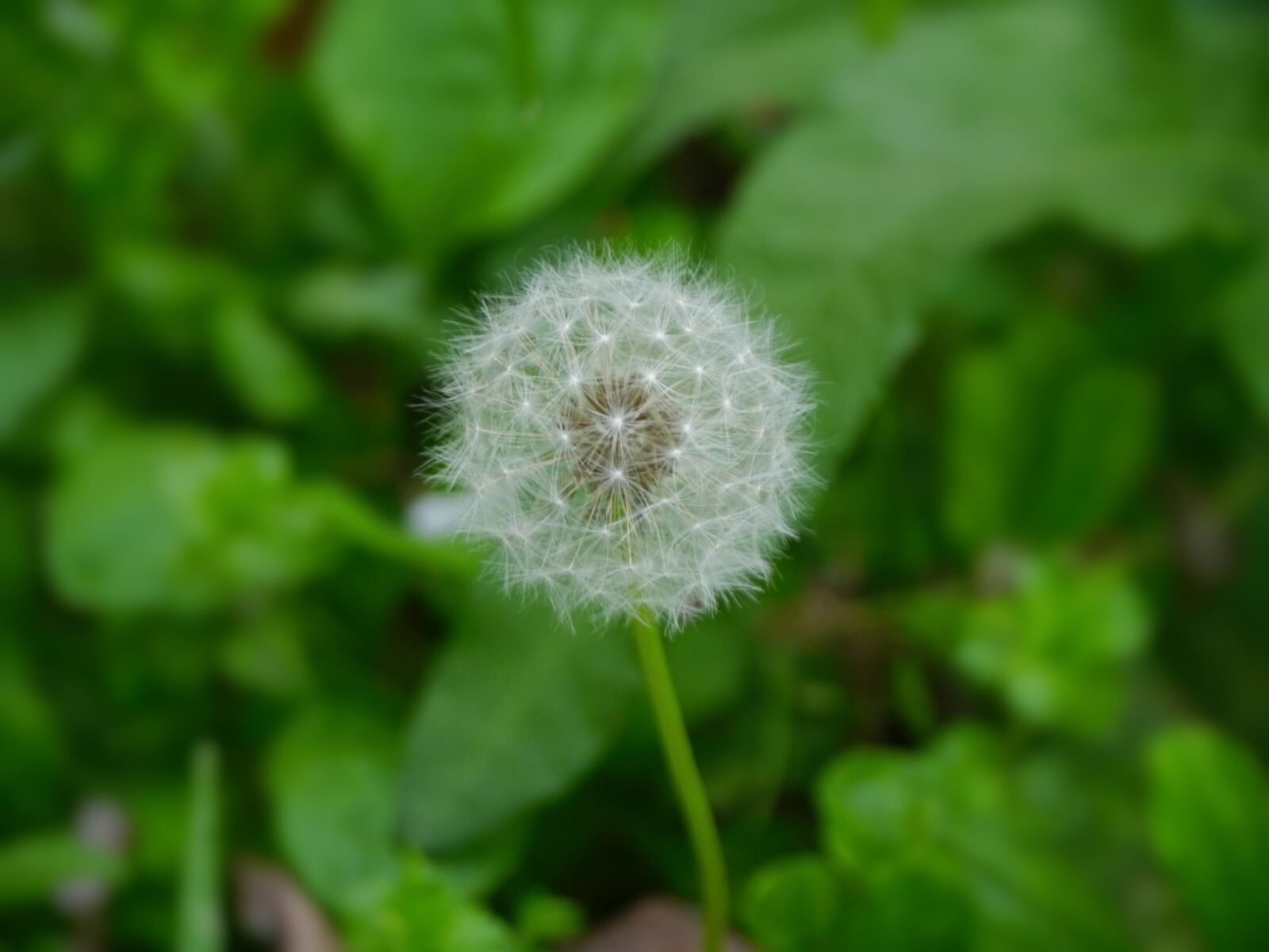Panasonic Lumix DMC-GX1 sample photo. Dandelion, fluff, flowers photography