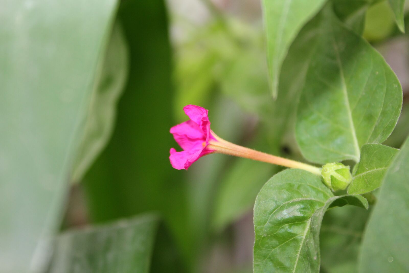 Canon EOS 1300D (EOS Rebel T6 / EOS Kiss X80) sample photo. Four clock flower, beautiful photography