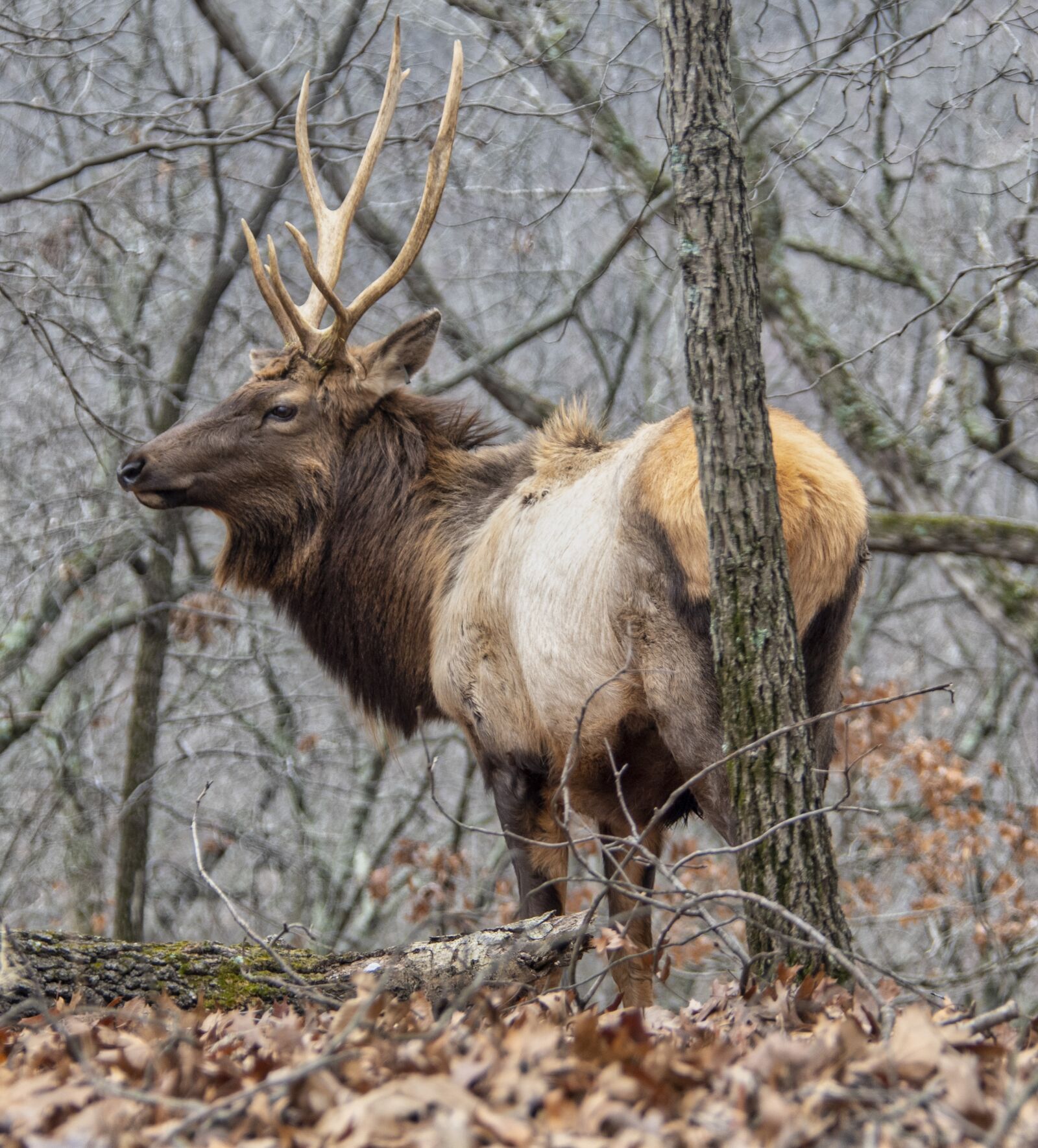 Nikon D850 sample photo. Elk, male, wildlife photography