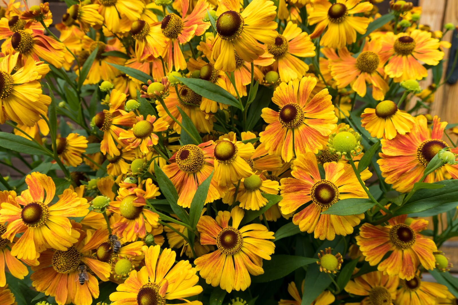 Canon PowerShot G9 X Mark II sample photo. Flowers, yellow, flower garden photography