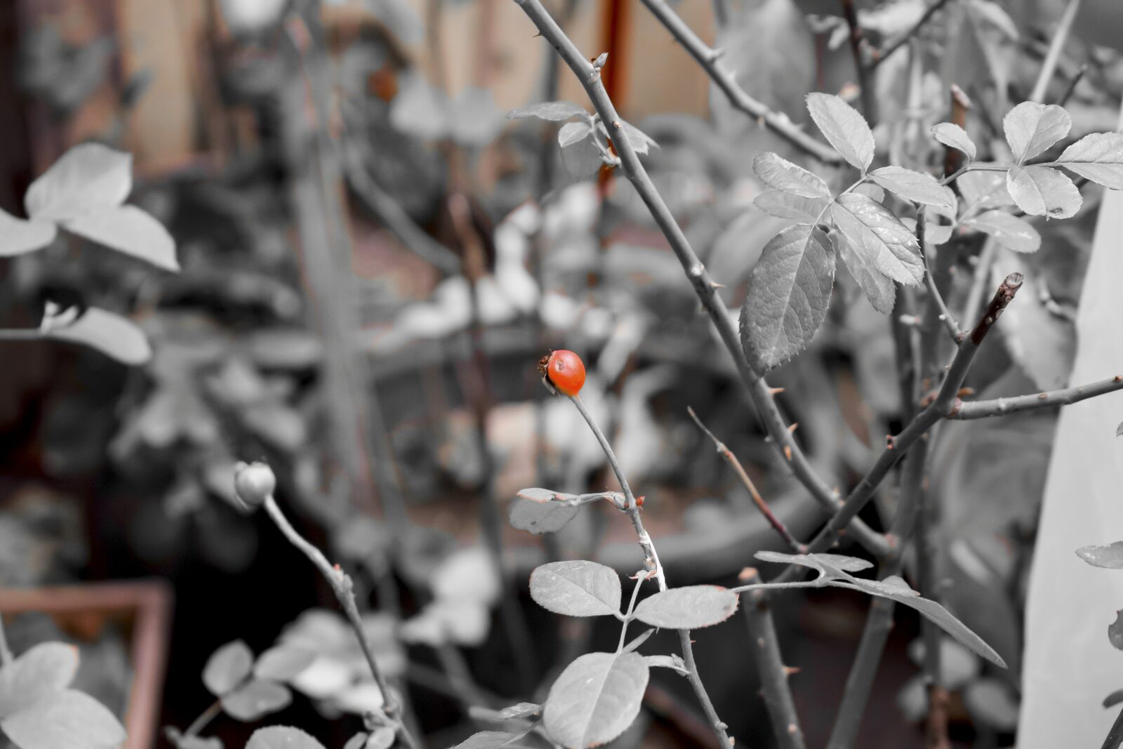 Nikon D5300 sample photo. Black, white, red photography