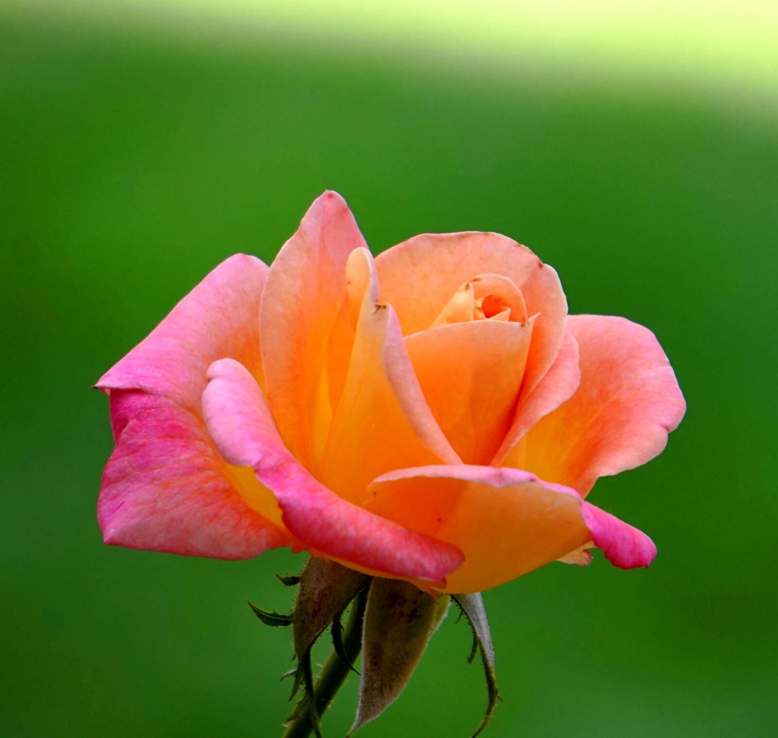 Sony Alpha a5000 (ILCE 5000) + Sony E 55-210mm F4.5-6.3 OSS sample photo. Rose, blossom, bloom photography