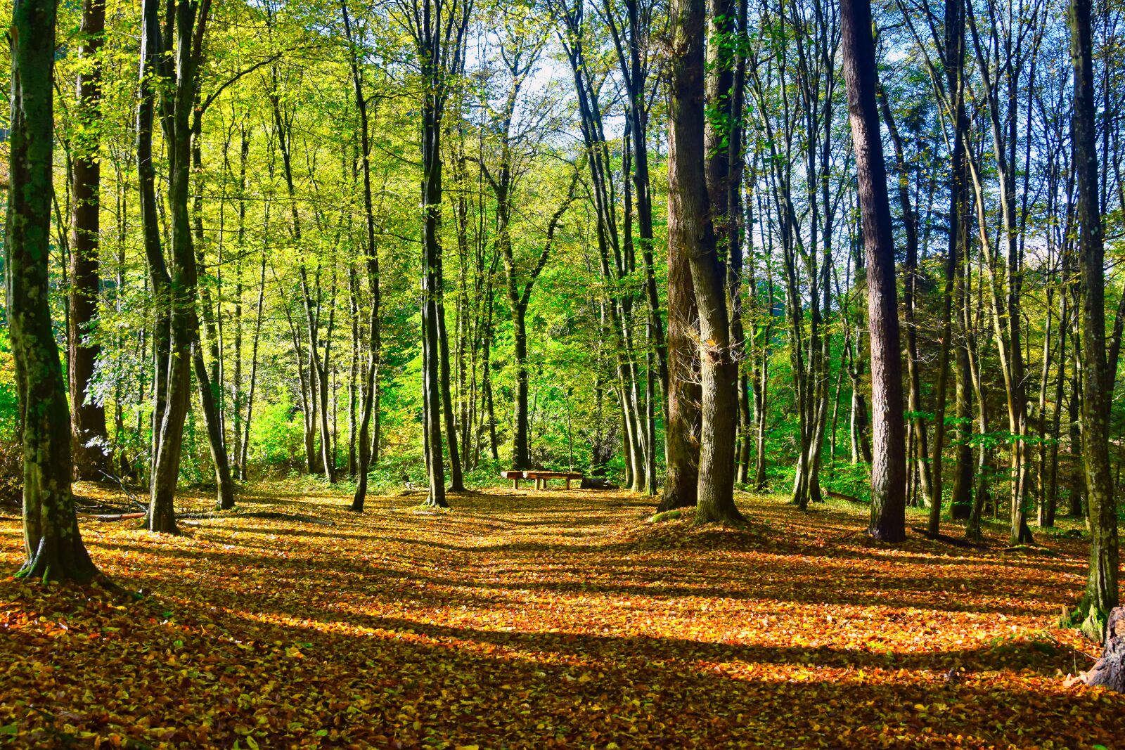 Nikon D5300 sample photo. Forest, green, leaves photography