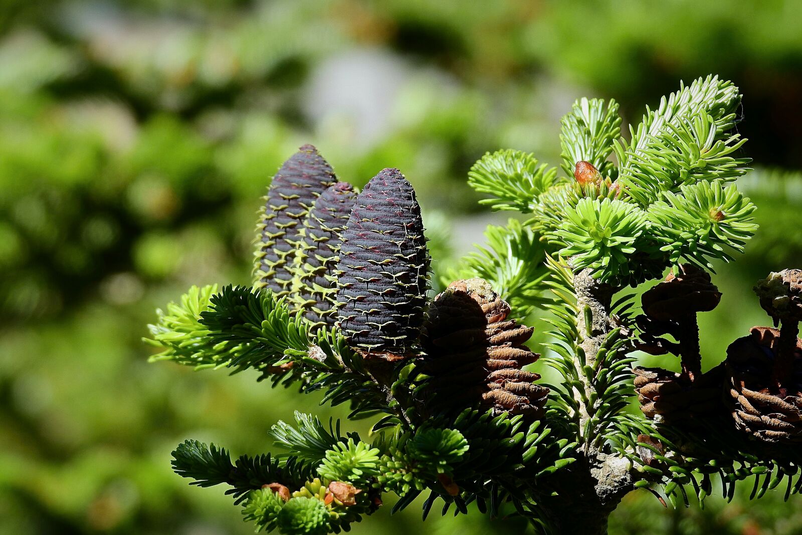 Nikon Coolpix P900 sample photo. Tree, branch, cones photography