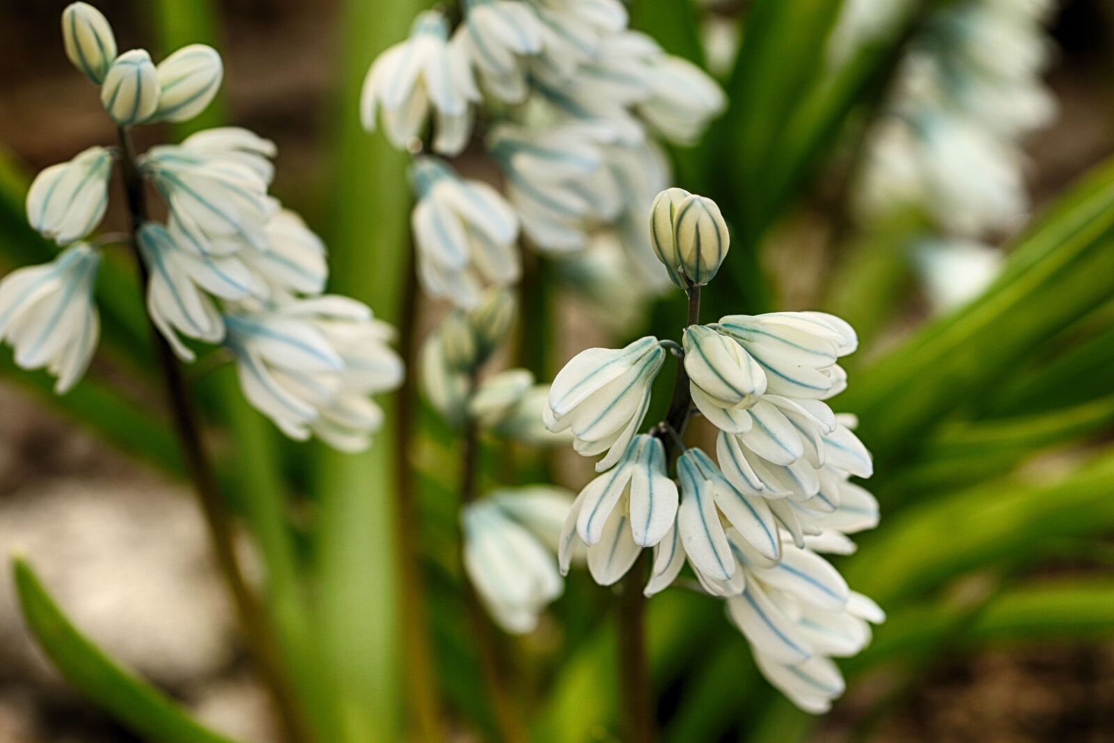 Canon EF 100mm F2.8L Macro IS USM sample photo. Flower, white, plant photography