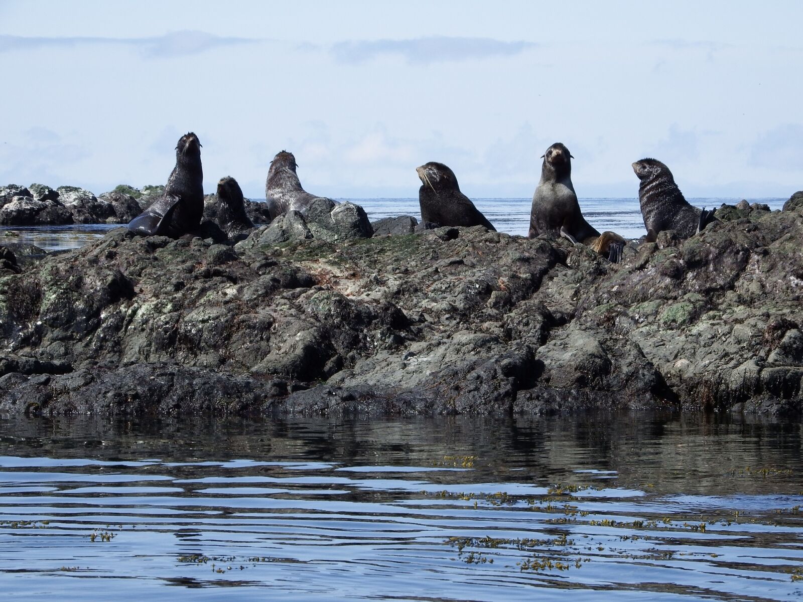 Fujifilm FinePix S1 sample photo. Navy seals, rookery, sea photography