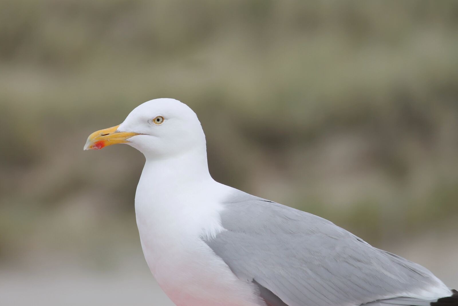 Canon EOS 1100D (EOS Rebel T3 / EOS Kiss X50) sample photo. Seagull, seevogel, water bird photography