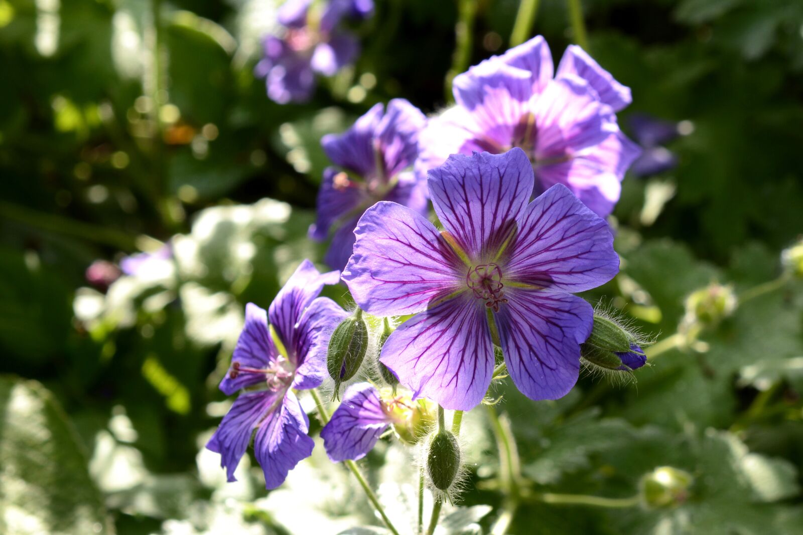 Nikon D7100 sample photo. Cranesbill, plant, nature photography