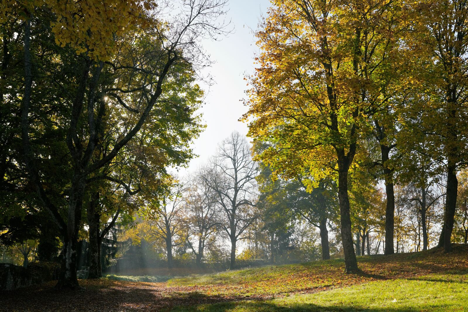 Sony ILCA-77M2 + Sony DT 16-50mm F2.8 SSM sample photo. Autumn, hike, tuttlingen photography