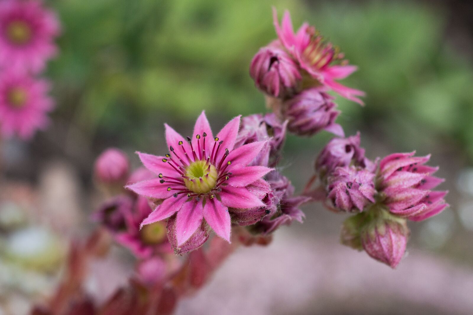 Nikon D7200 sample photo. Succulent, flower, stone garden photography
