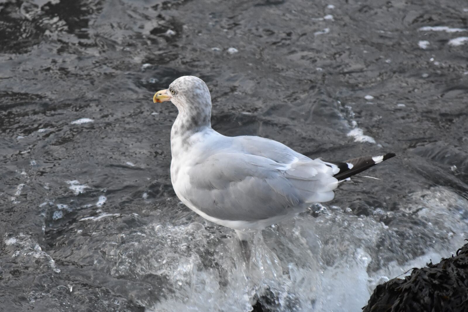 Nikon D3400 sample photo. Water, bird, nature photography