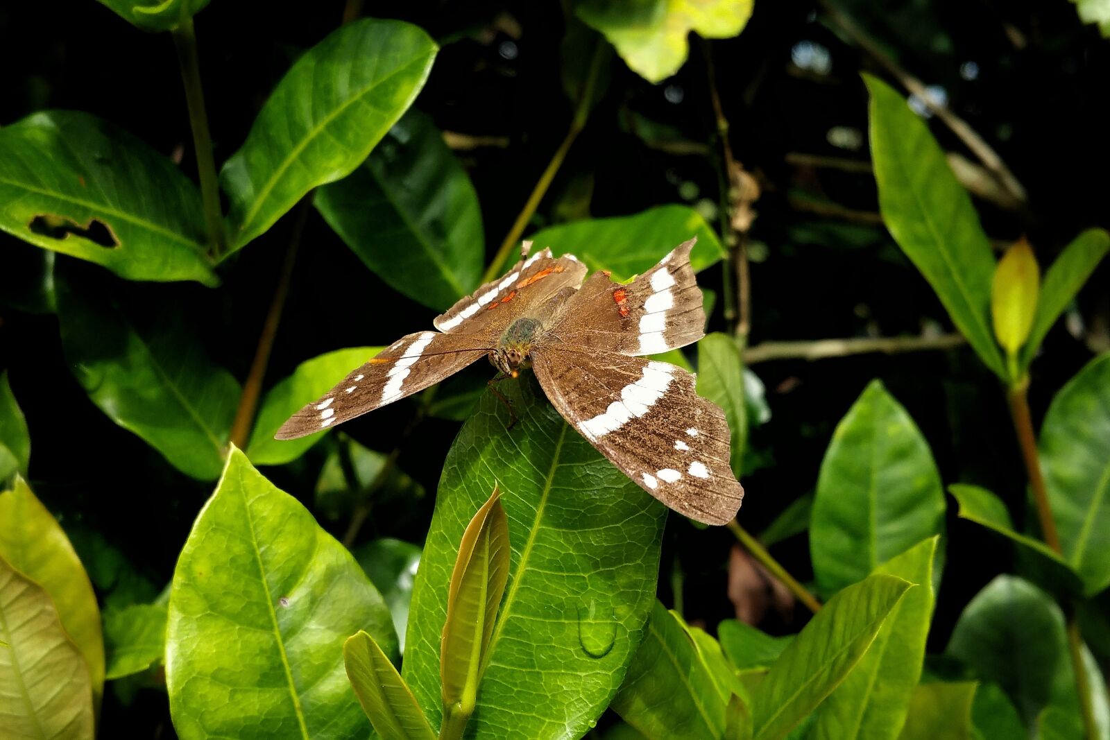 Samsung Galaxy Note4 sample photo. Butterfly, insect, wing's photography