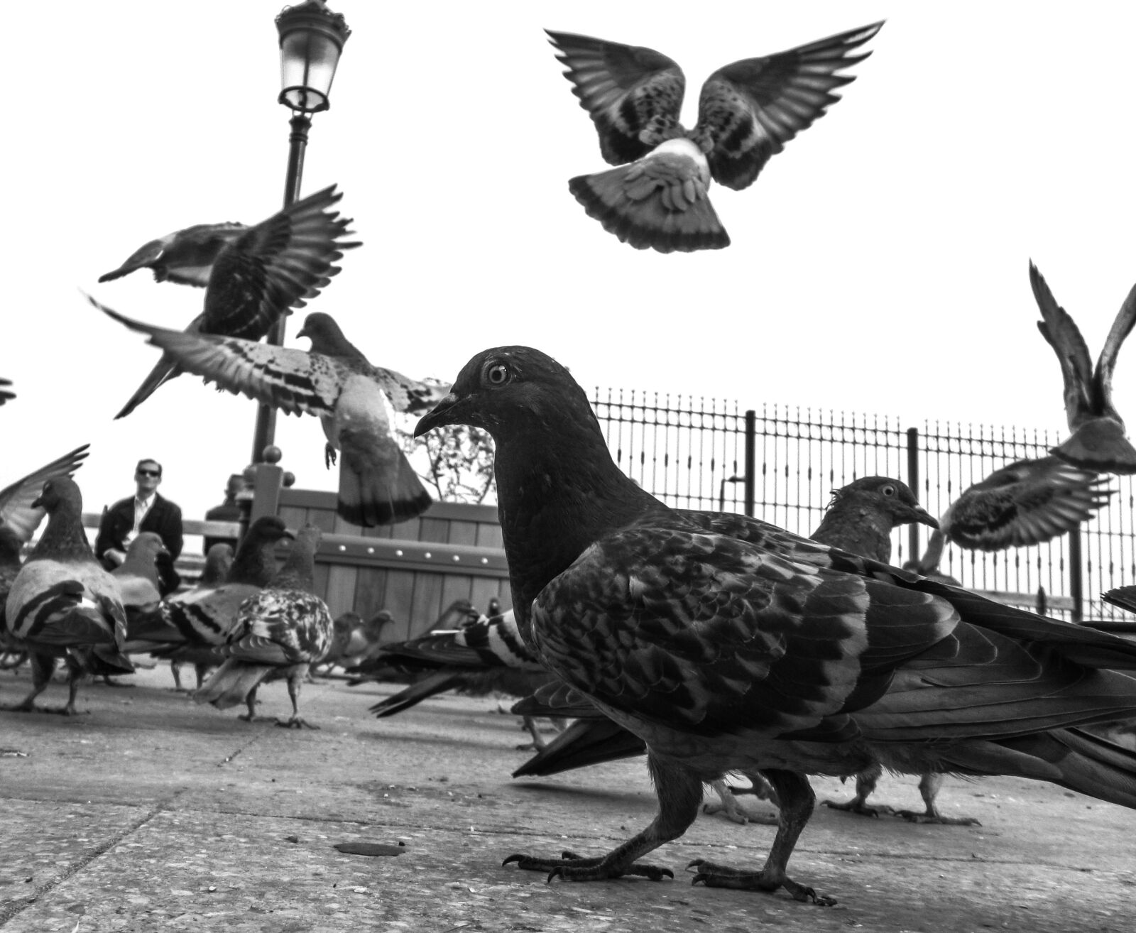 Canon PowerShot ELPH 310 HS (IXUS 230 HS / IXY 600F) sample photo. Pigeon, bird, animal photography