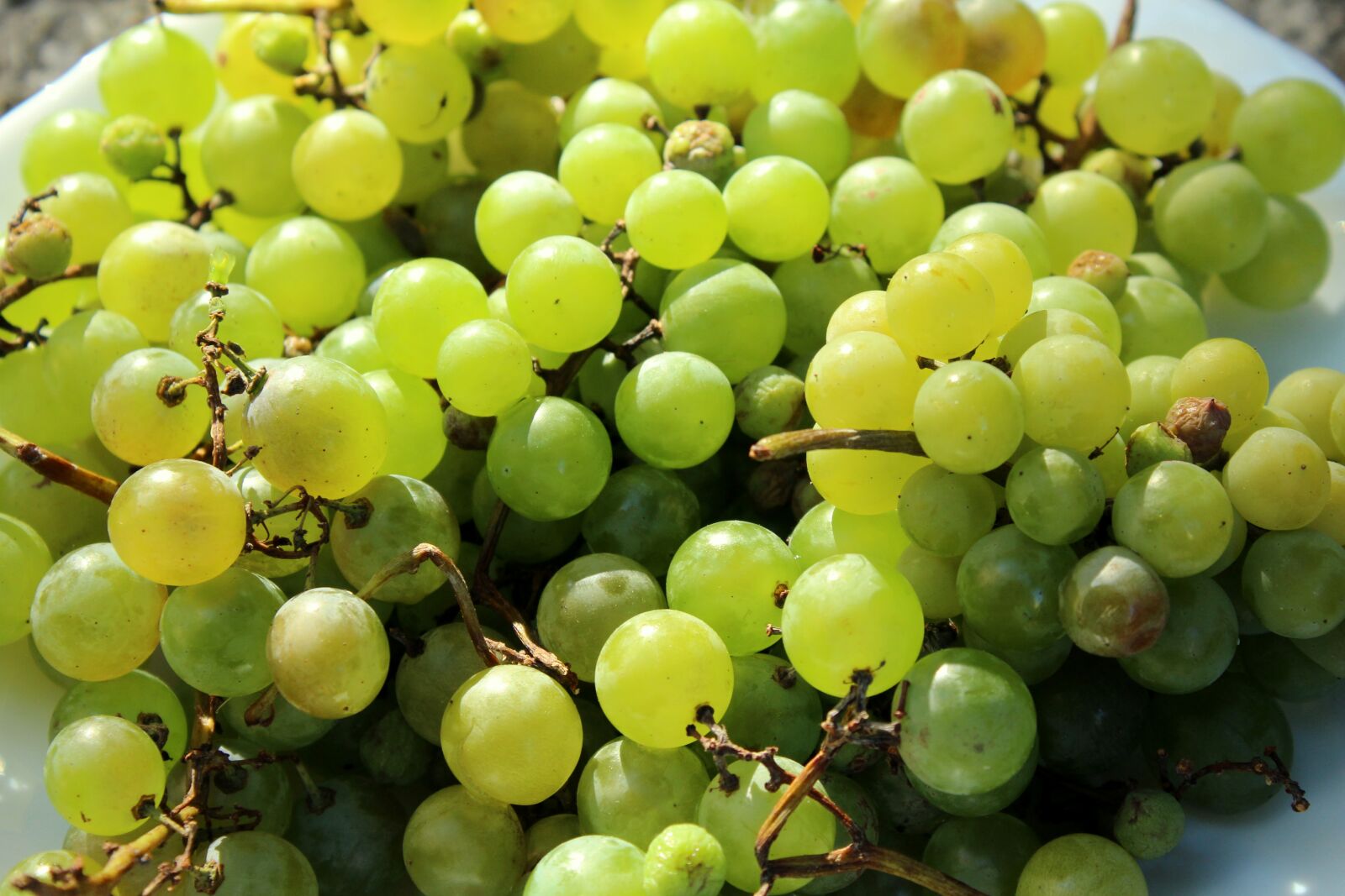 Canon EOS 1200D (EOS Rebel T5 / EOS Kiss X70 / EOS Hi) sample photo. Grapes, fruit, mature photography