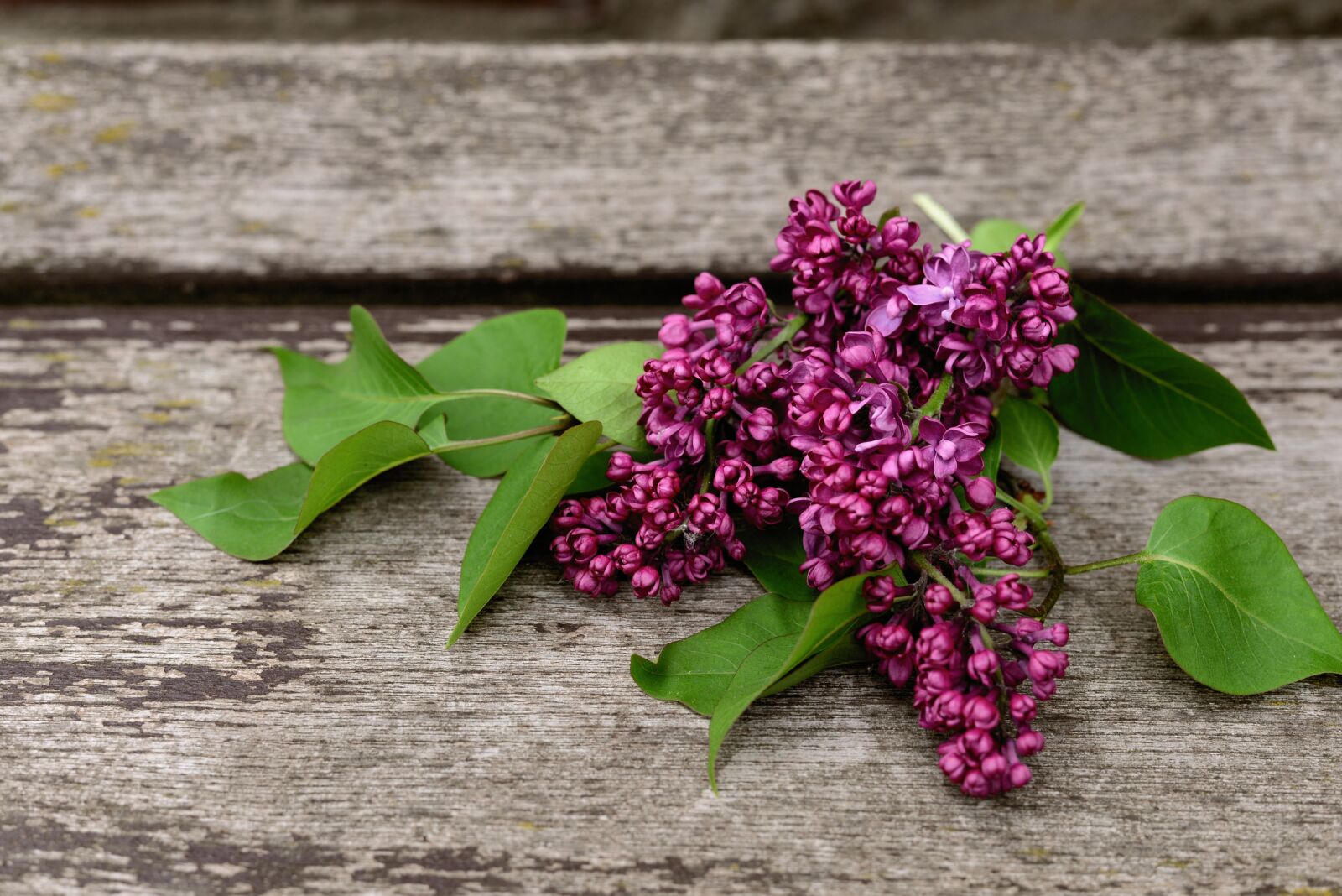 Nikon D610 sample photo. Lilac, lilac tree, fliederblueten photography