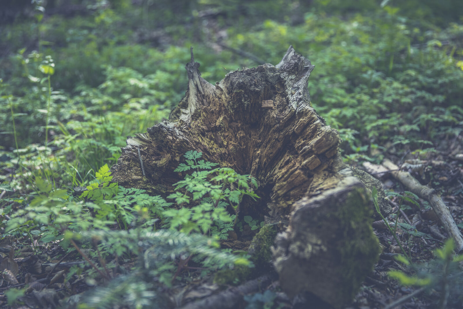 Canon EF 24-70mm F2.8L II USM sample photo. Wood, landscape, nature, water photography