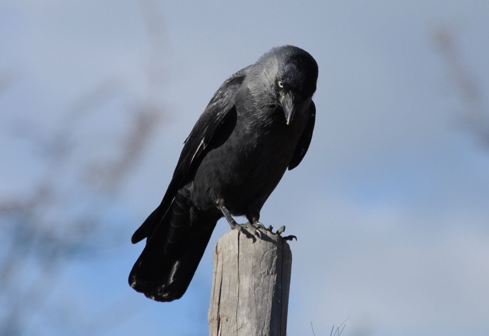 Nikon D5000 sample photo. Jackdaw, bird, black photography