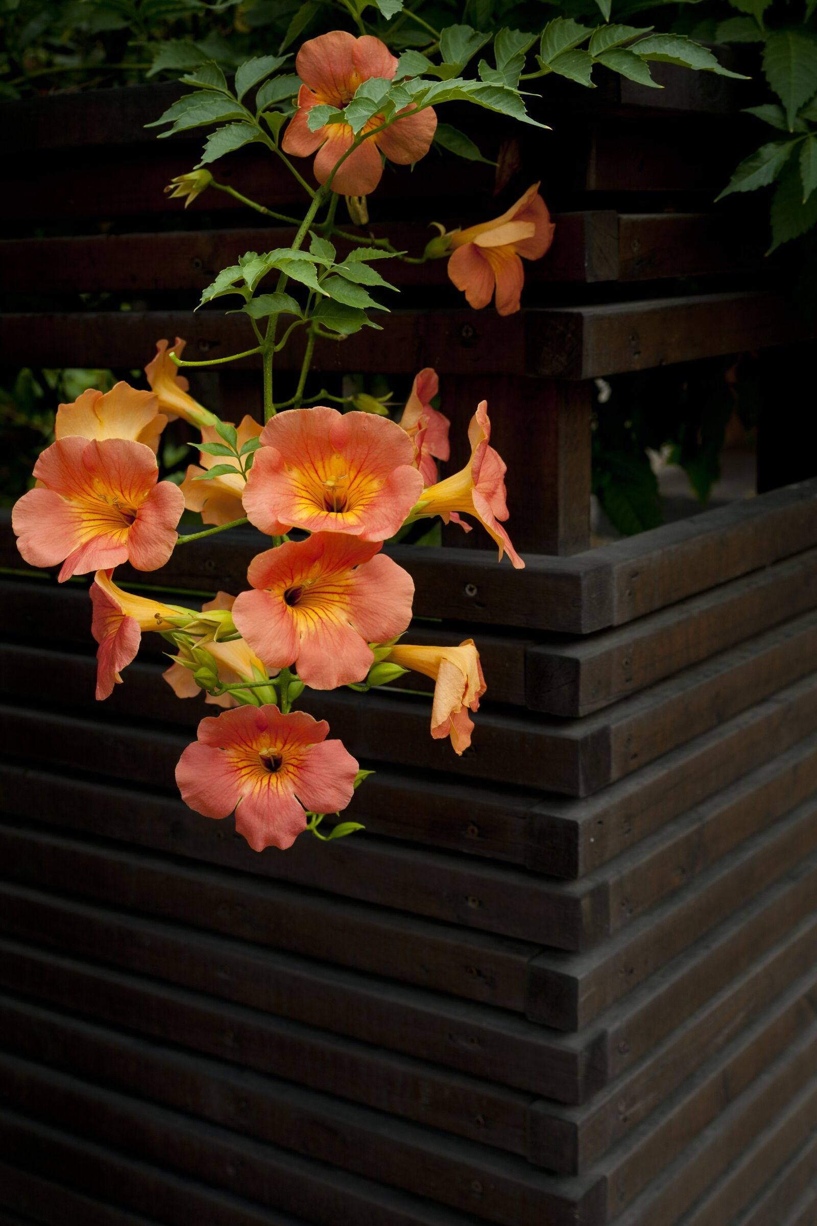 Canon EOS 5D sample photo. Flowers, vines plant, damme photography
