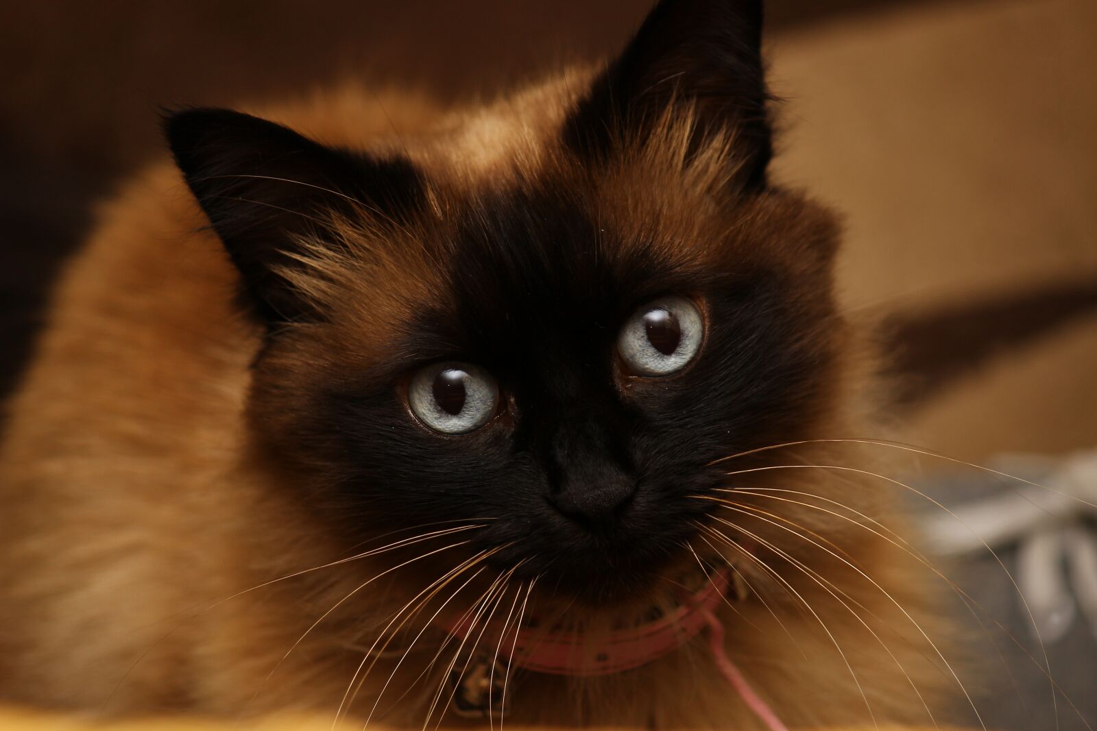 Canon EF-S 55-250mm F4-5.6 IS II sample photo. Cat, animal, cat face photography