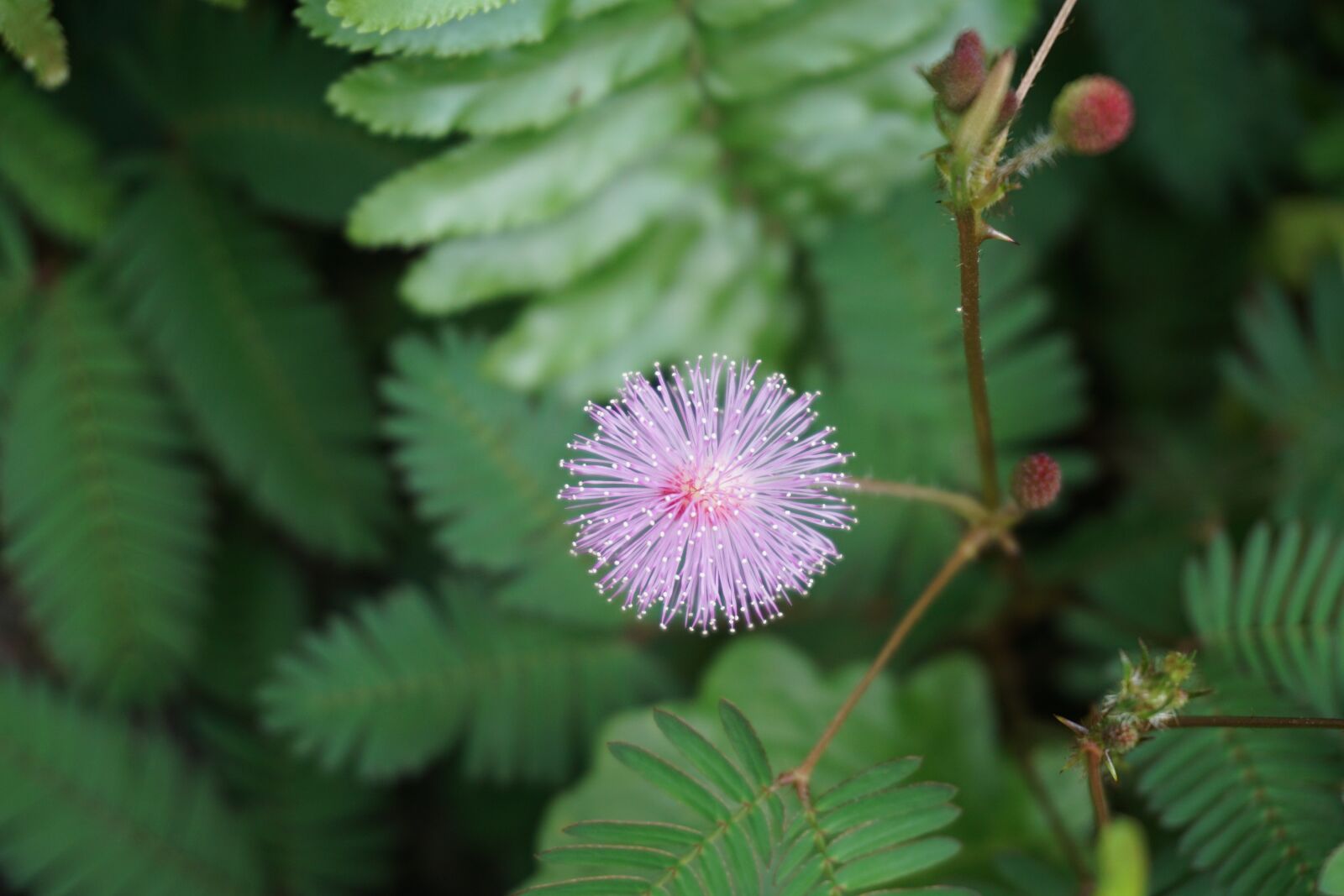 Sony a6000 sample photo. Purple, leaves, flowers photography